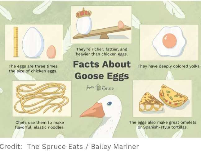 Thumbnail image 2 for Goose Eggs