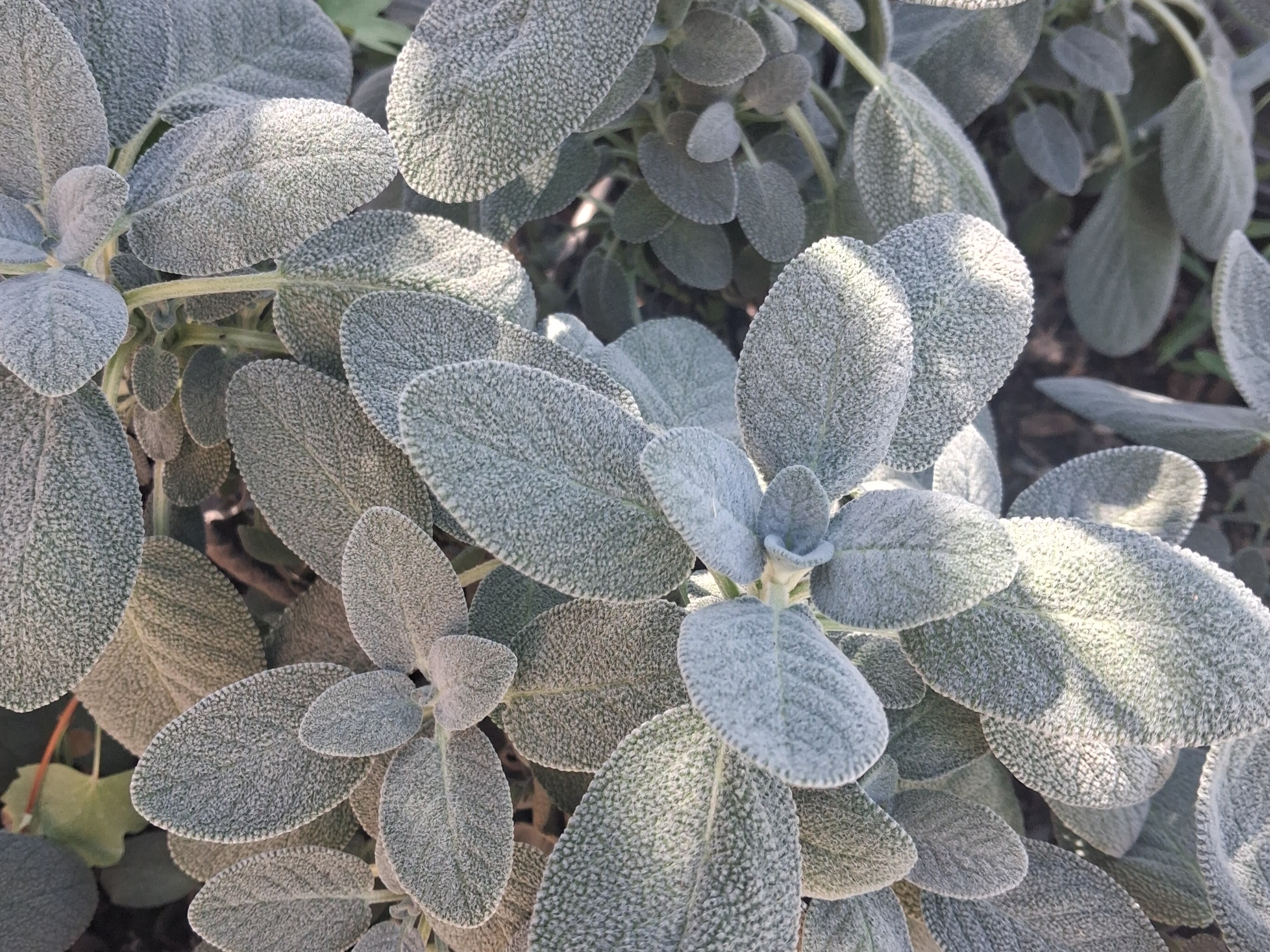 Fresh Sage