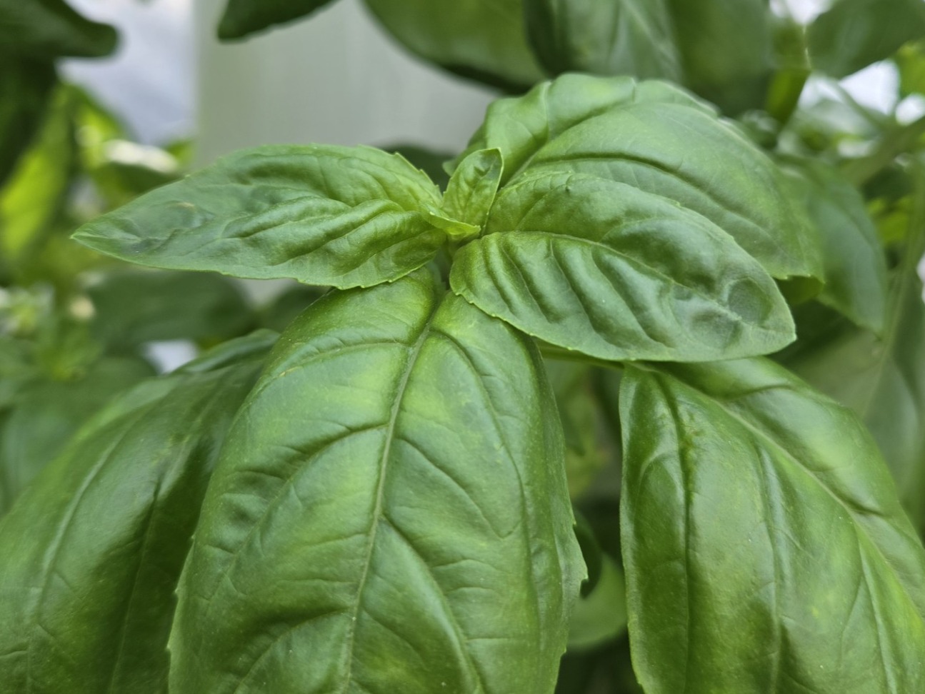 U-Pick Herbs - Basil, Genovese