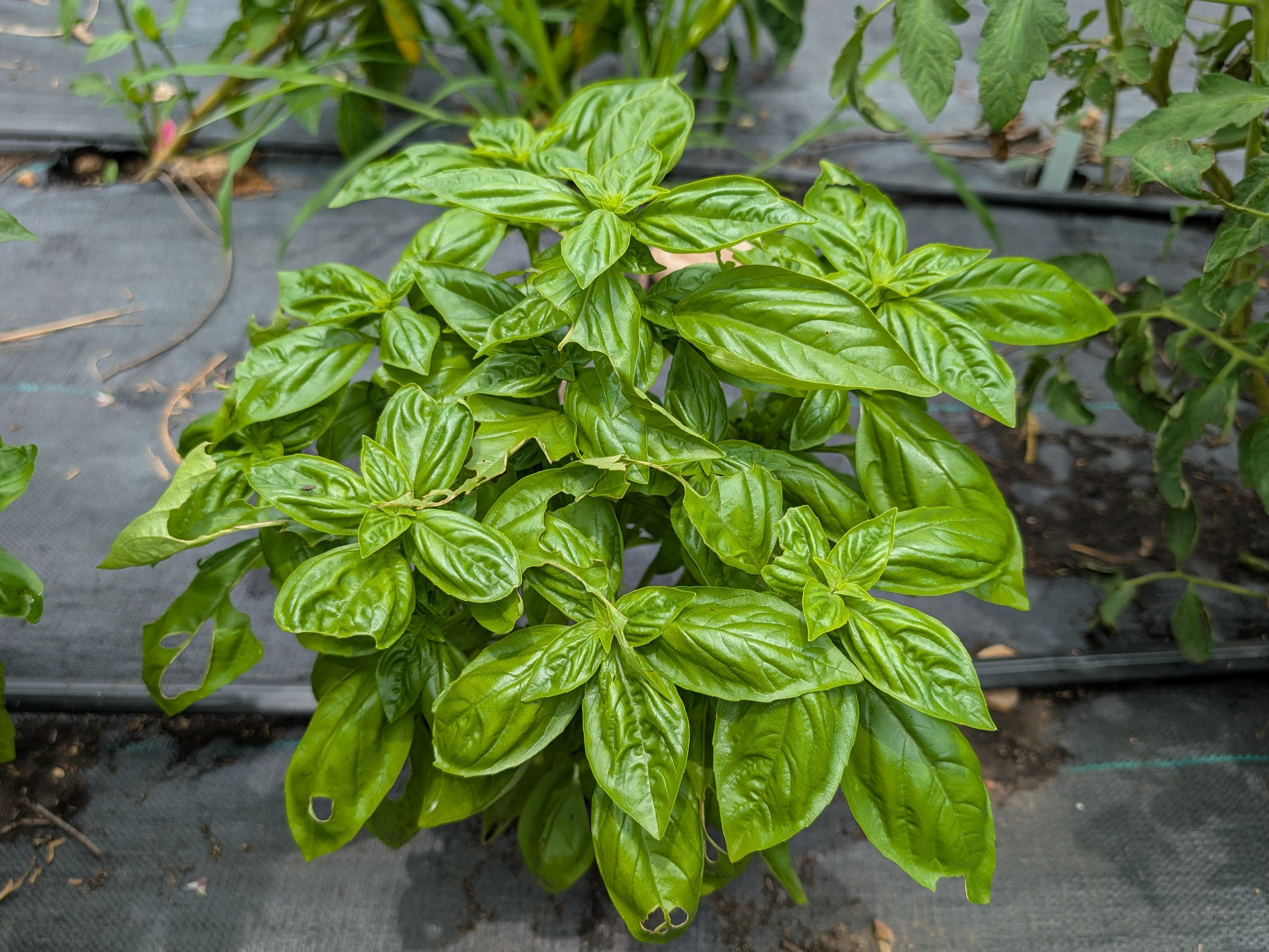Thumbnail image 2 for Fresh Basil - Italian Sweet