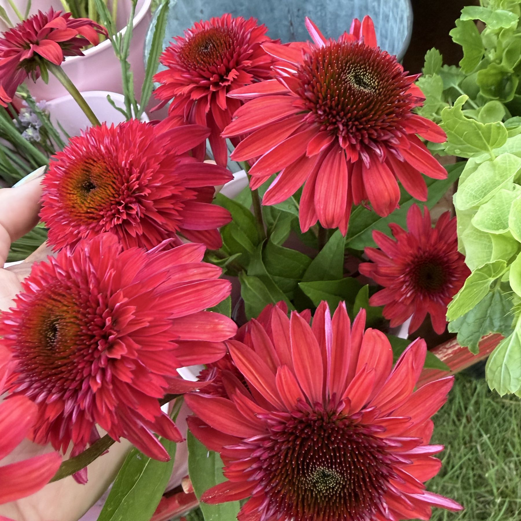 Echinacea Double Scoop Cranberry 
