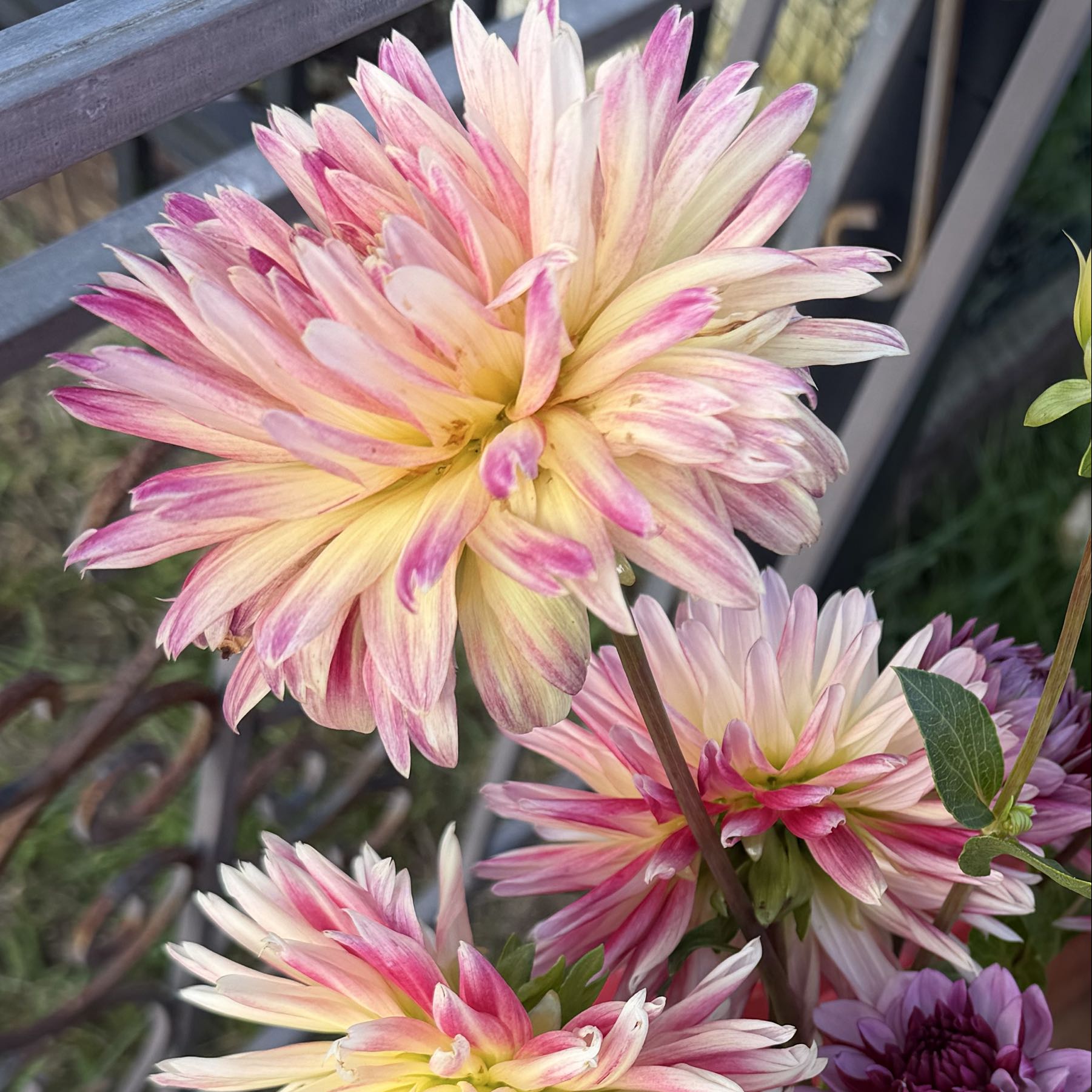 Thumbnail image 1 for Dahlia Cactus
