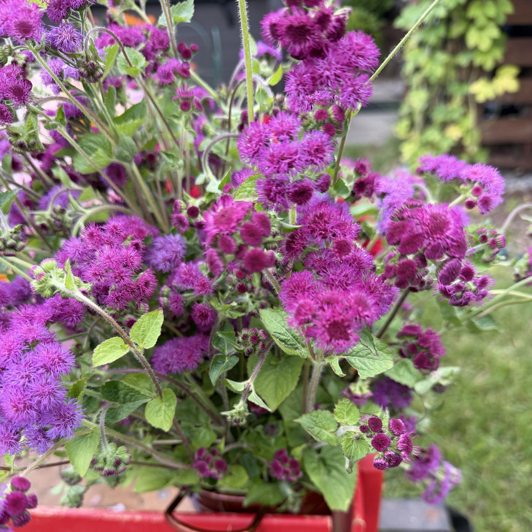 Ageratum  Red Bouquet 
