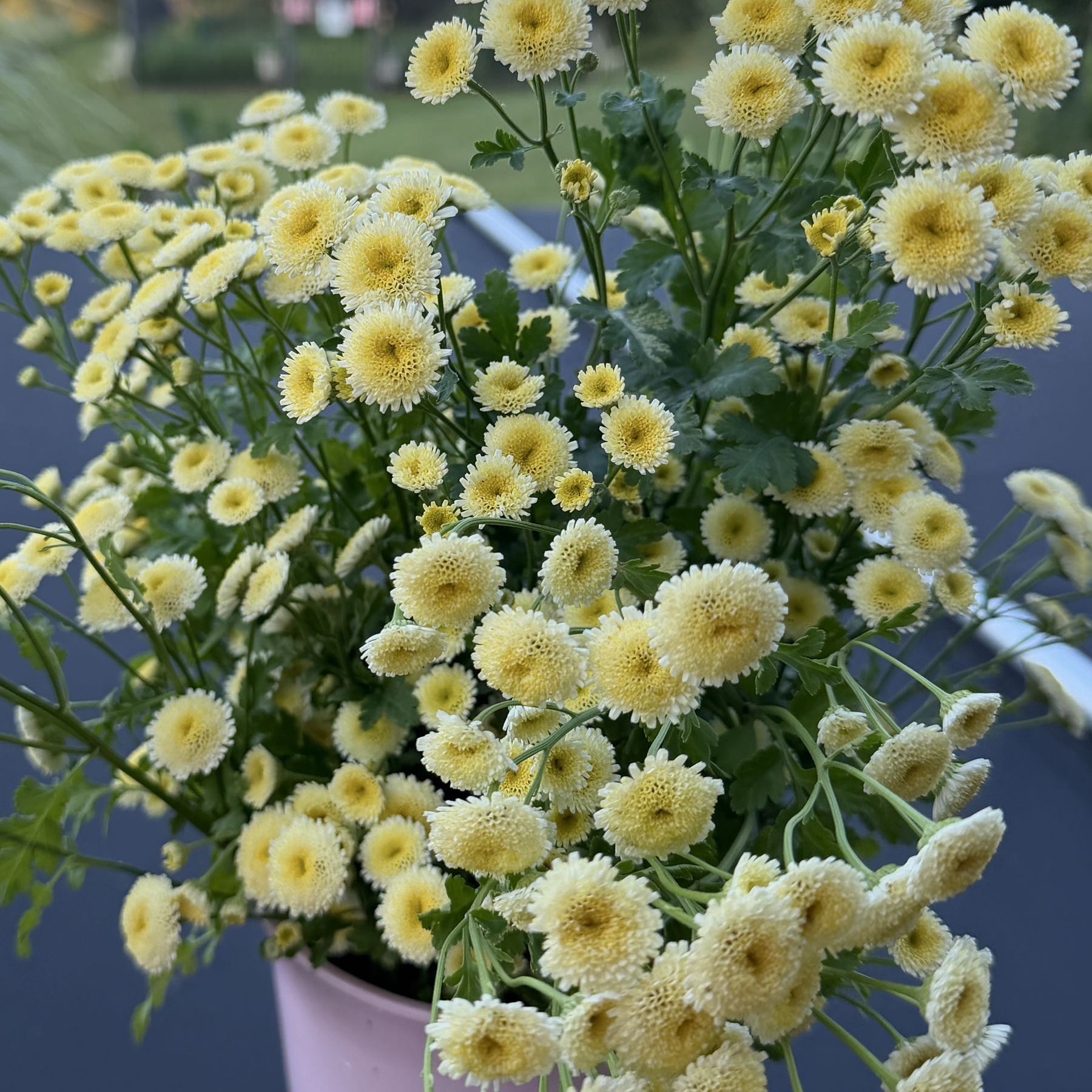 Feverfew Magic Lime