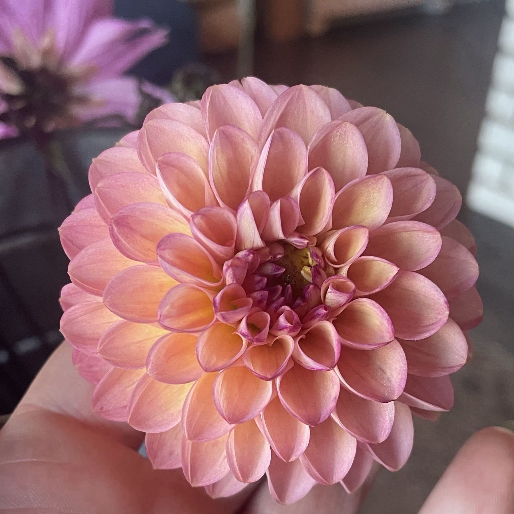 Dahlia Ball / Pompon