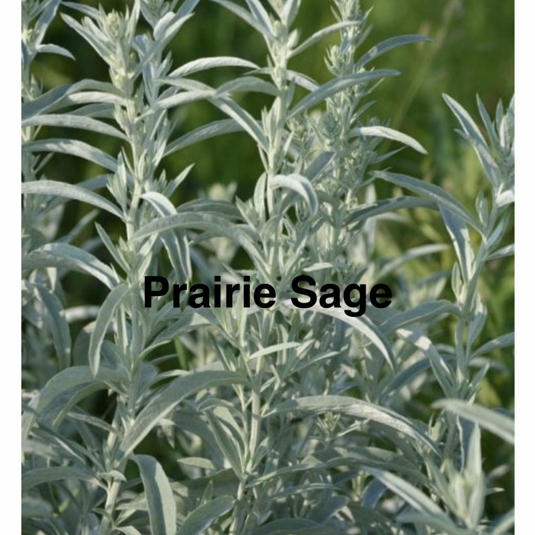 Prairie Sage