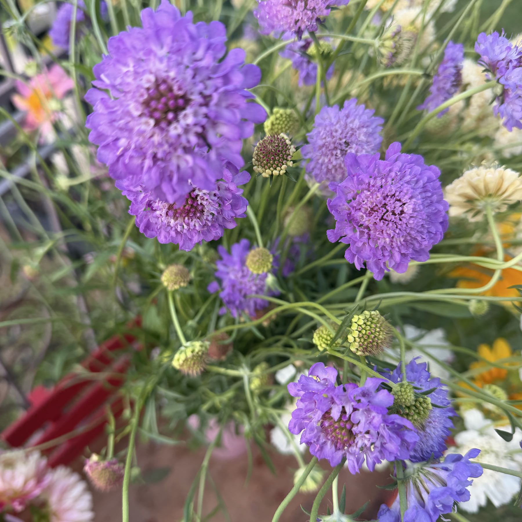 Cockade Blue Scabiosa 