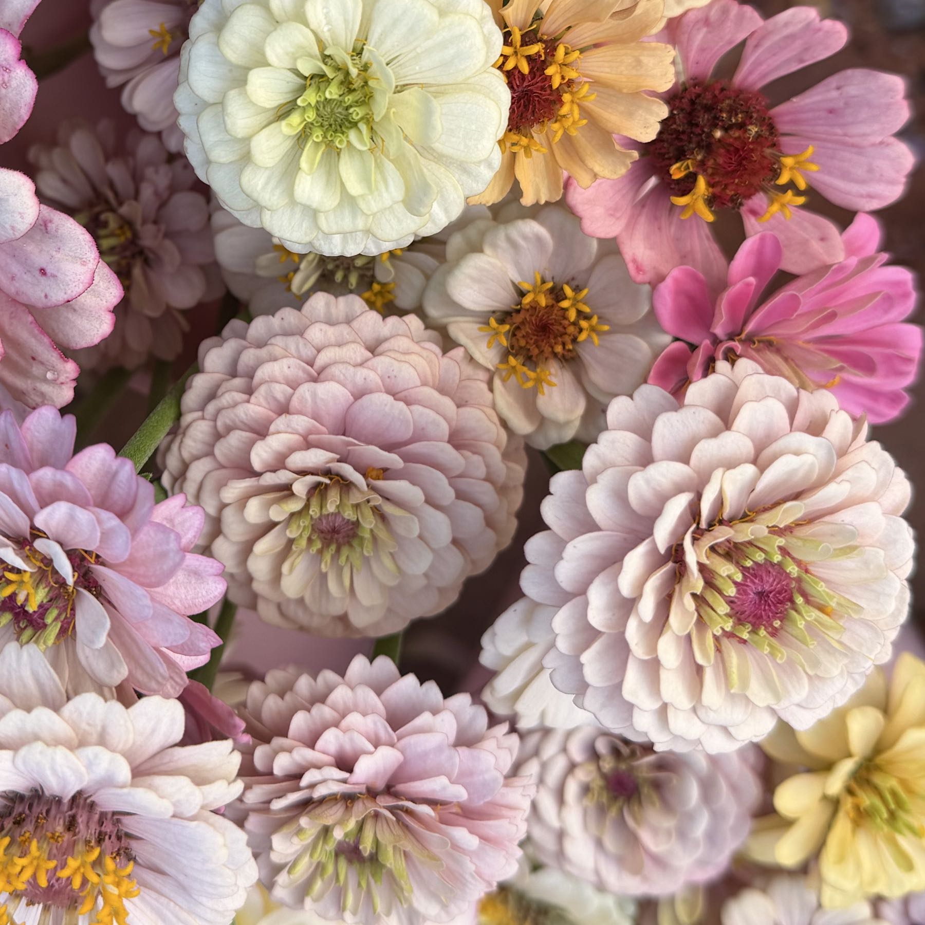 Zinnia Florets Victorian Wedding Mix
