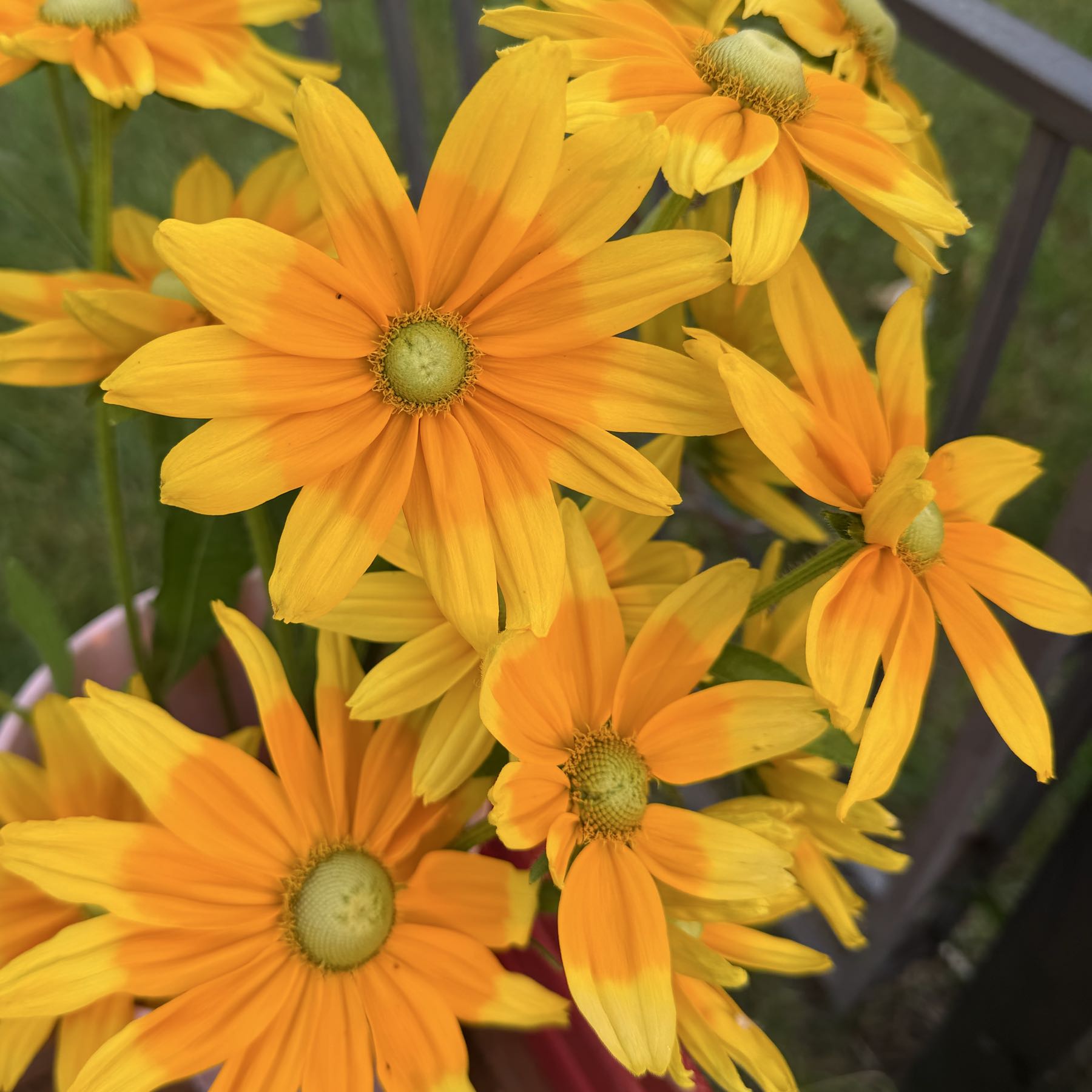 Thumbnail image 1 for Prairie Sun Rudbeckia 