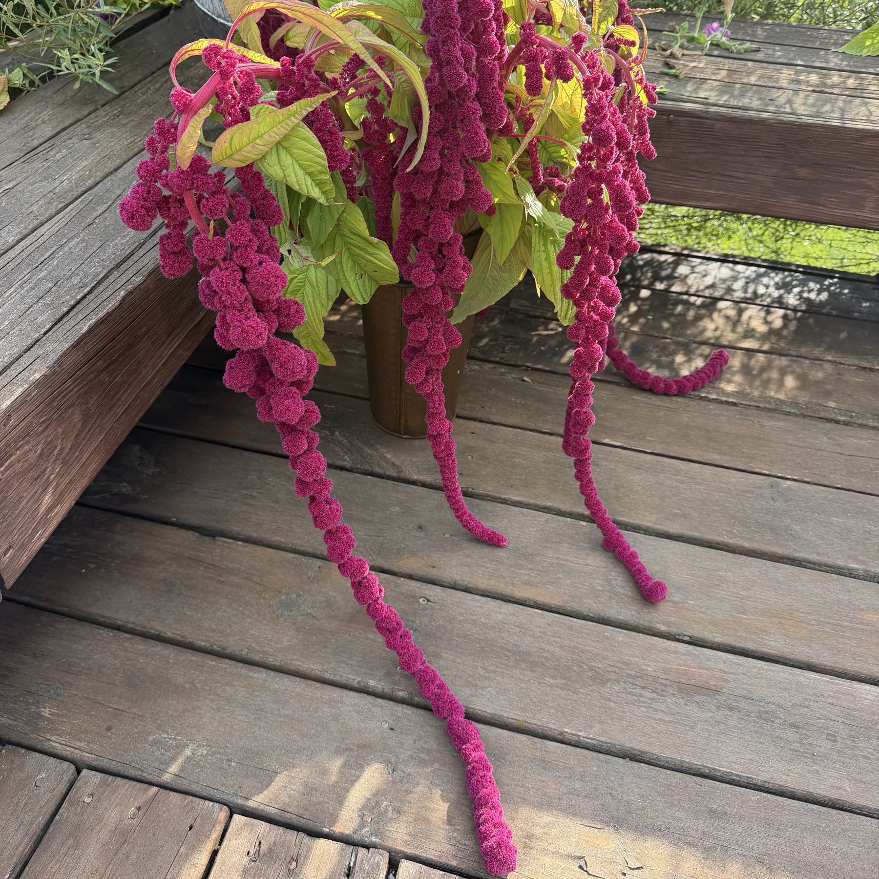 Amaranth XL Stems & Tendrels