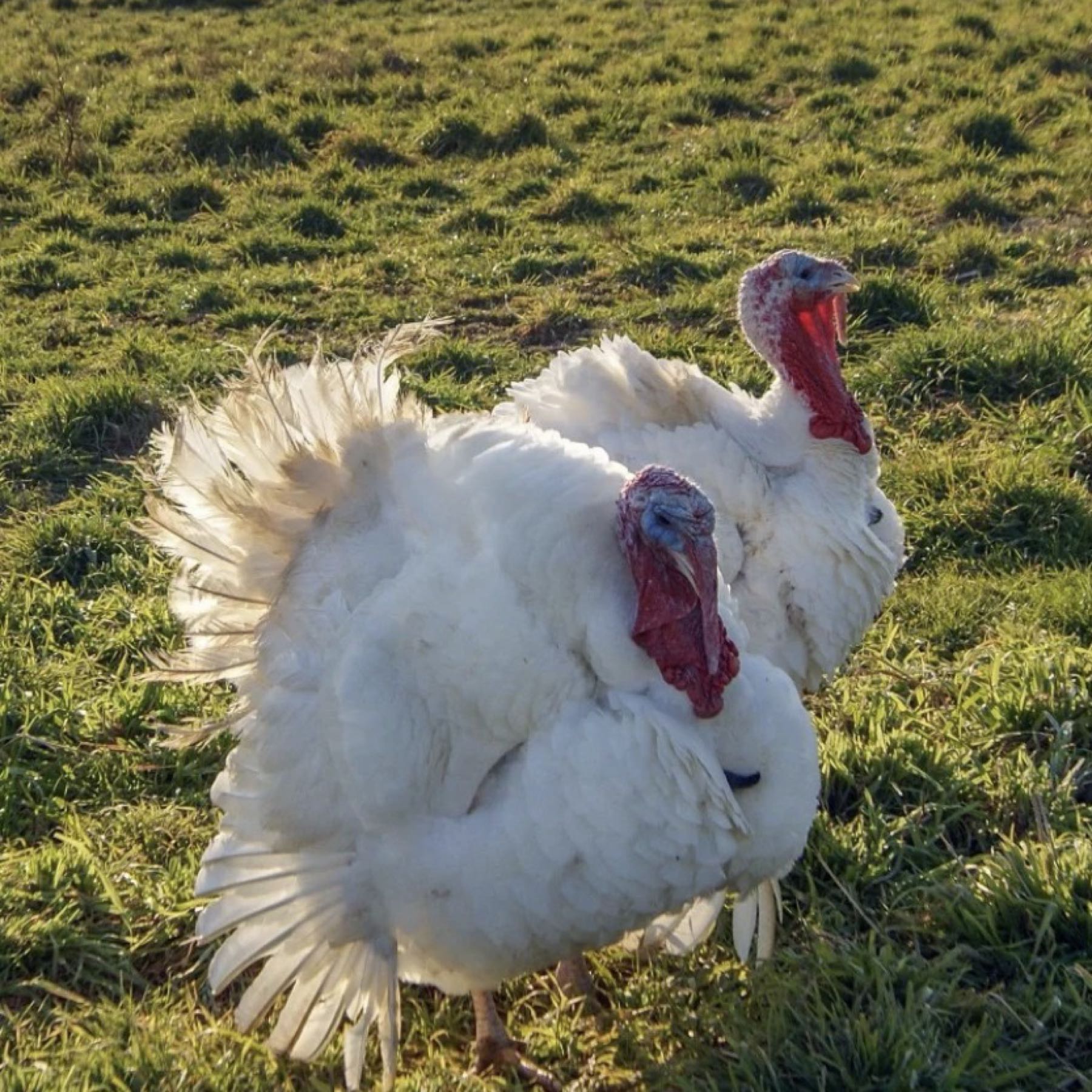 Turkeys