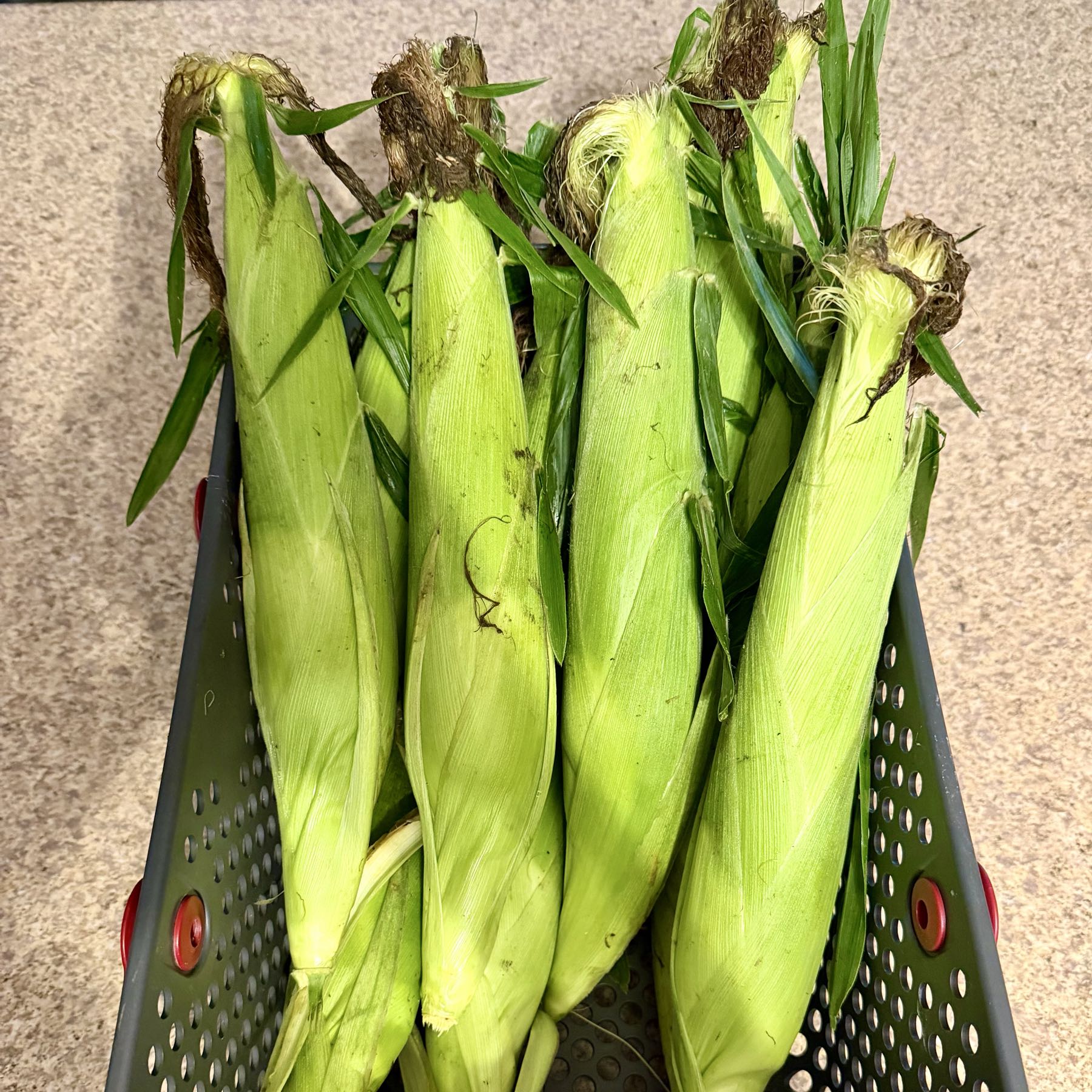 Bicolored Corn