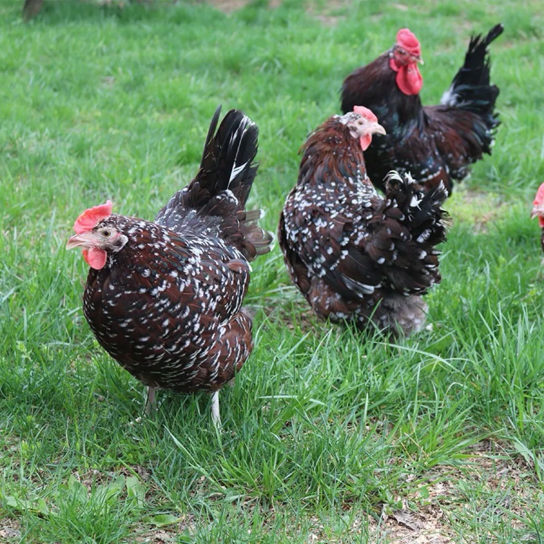 Speckled Sussex Hens 