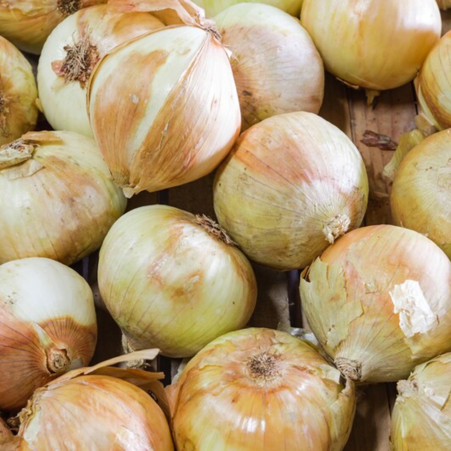 Thumbnail image 1 for Vidalia Onions