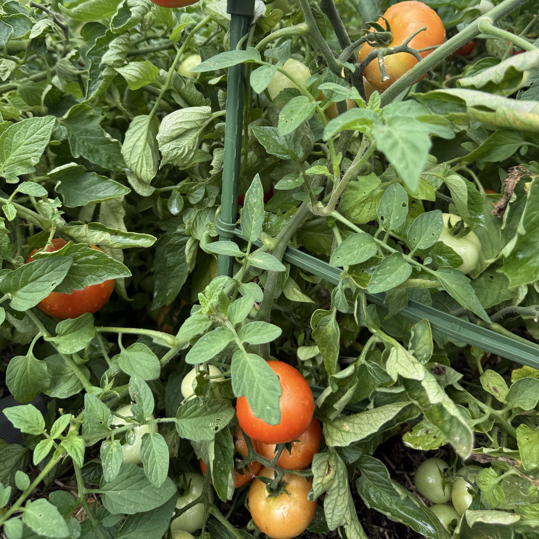 Tomatoes Gardner’s Delight