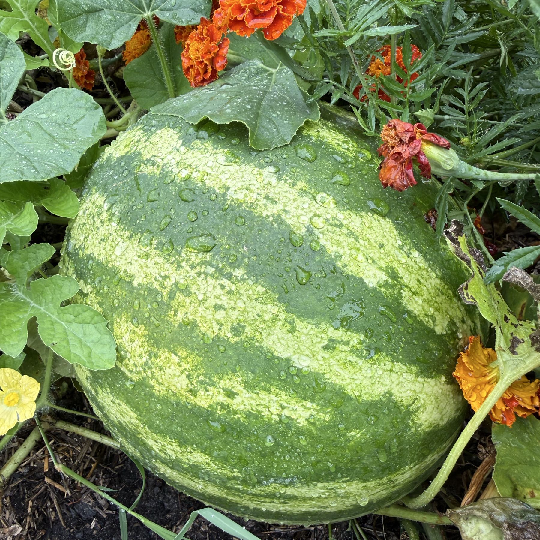 Thumbnail image 1 for Watermelons Crimison