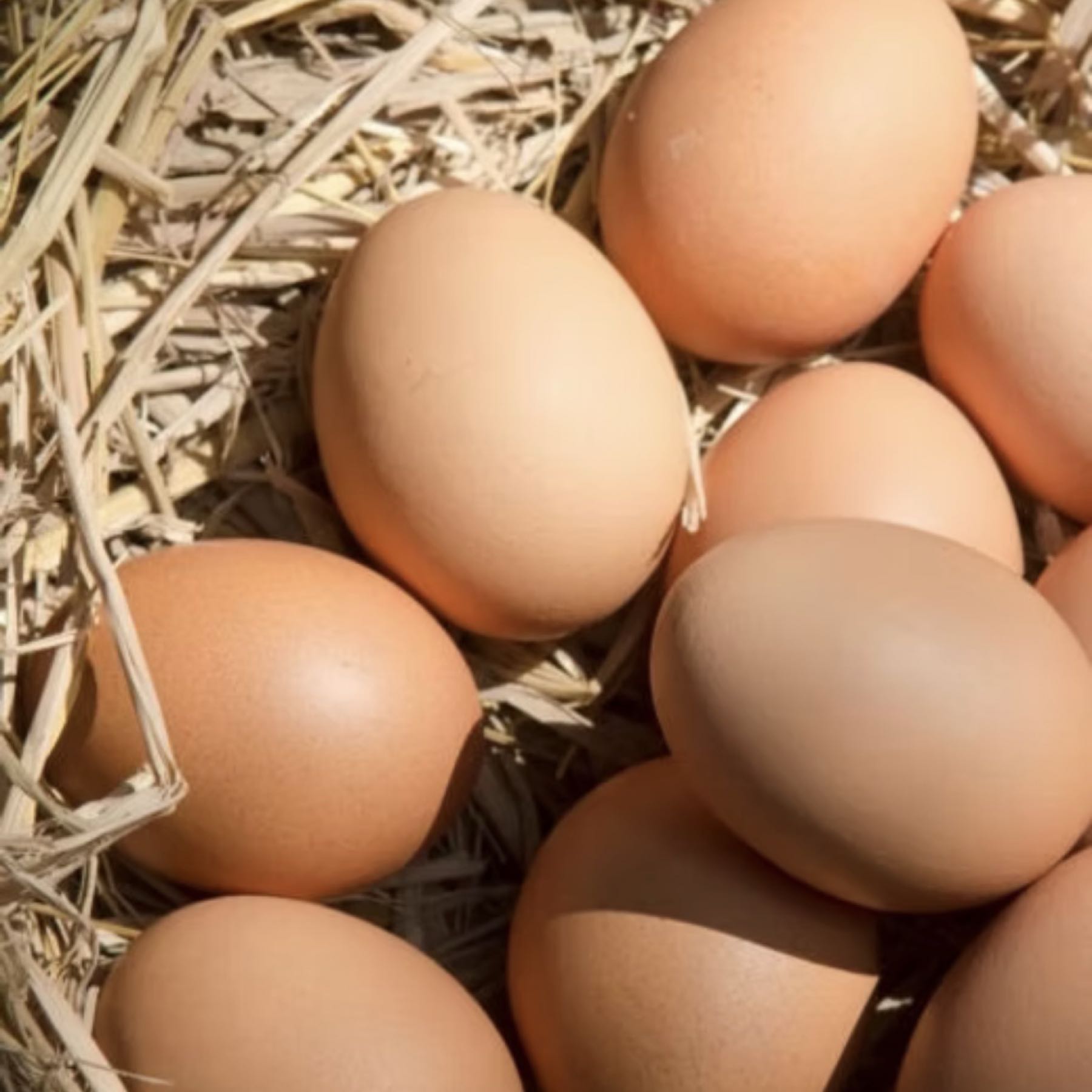 Eggs