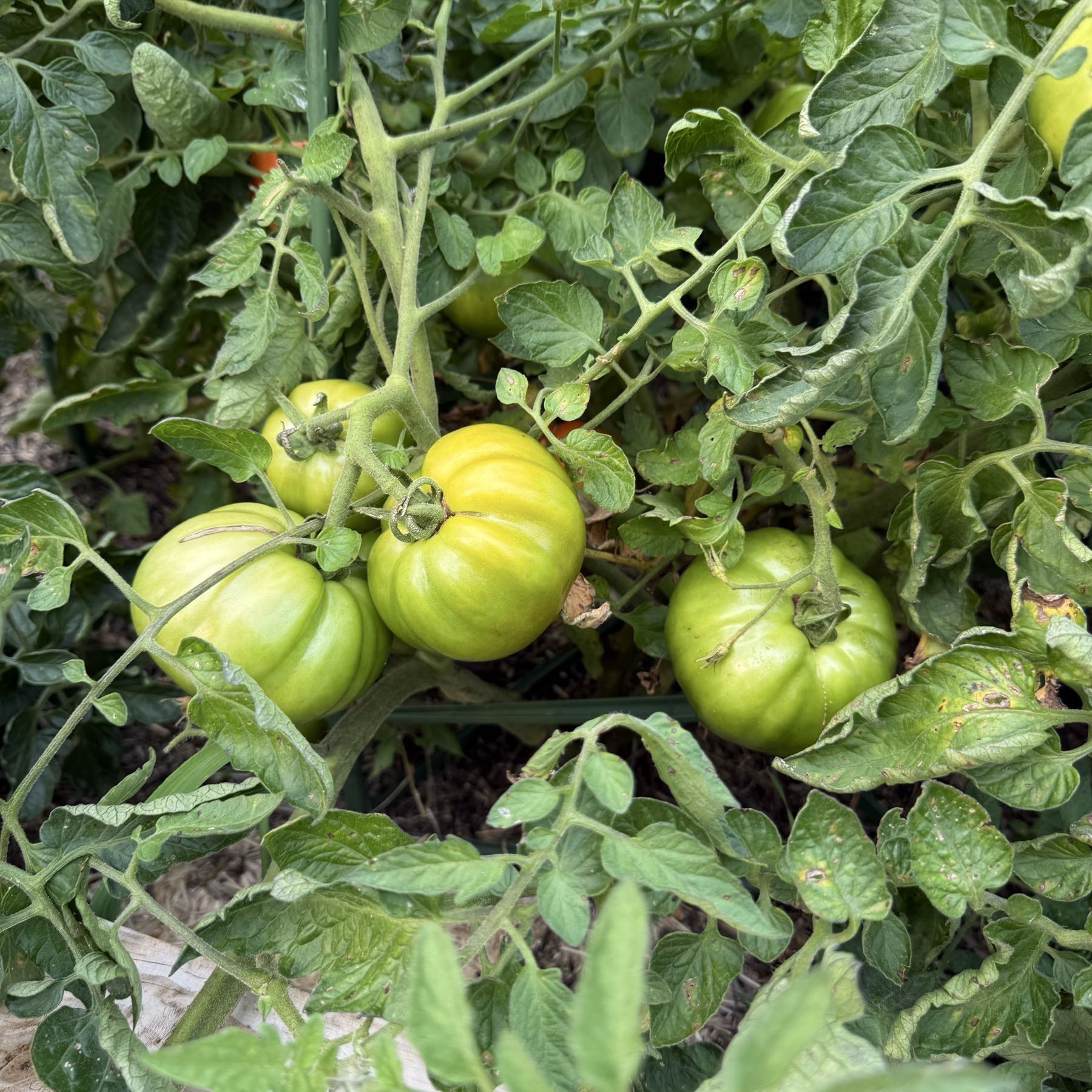 Beef Steak Tomatoes