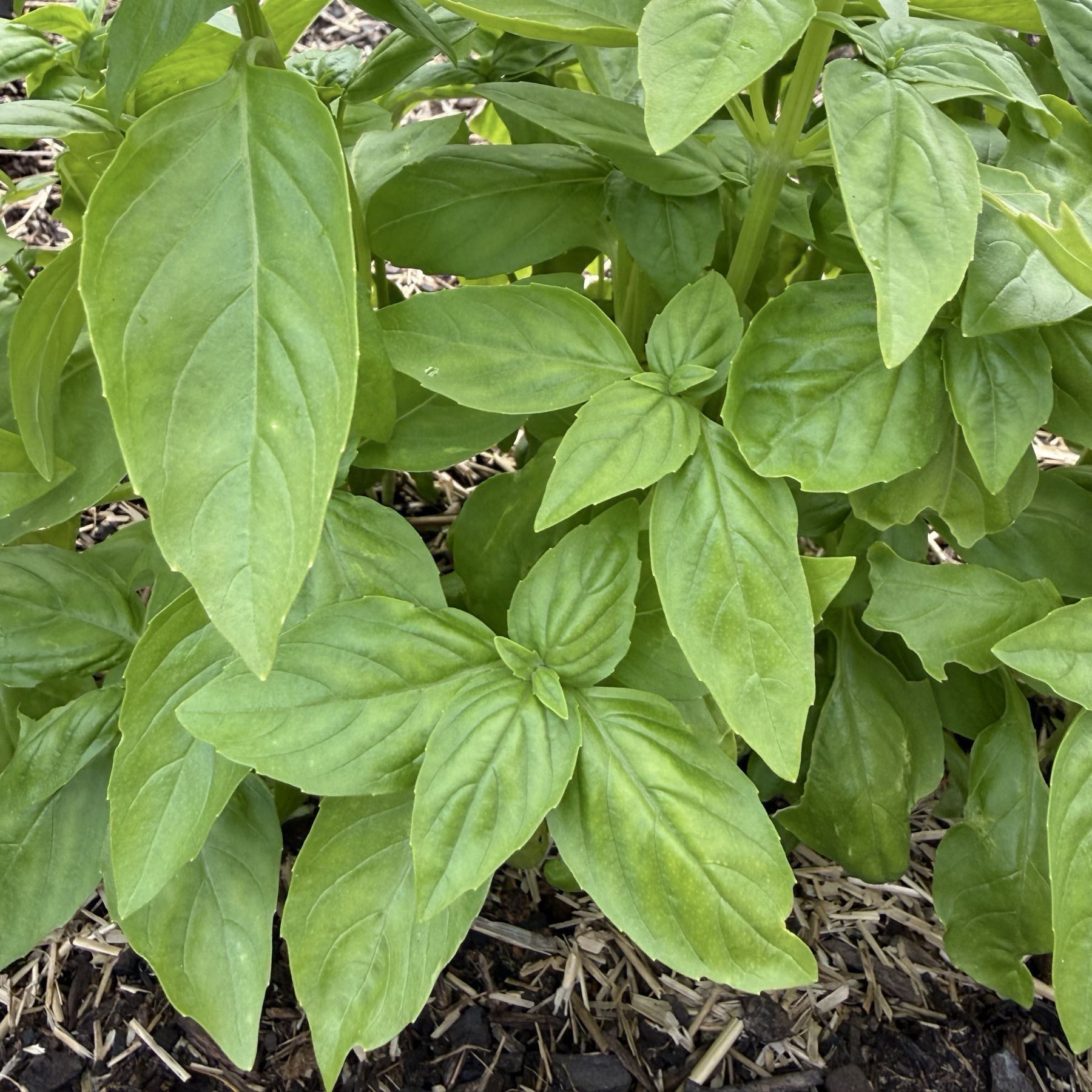 Basil