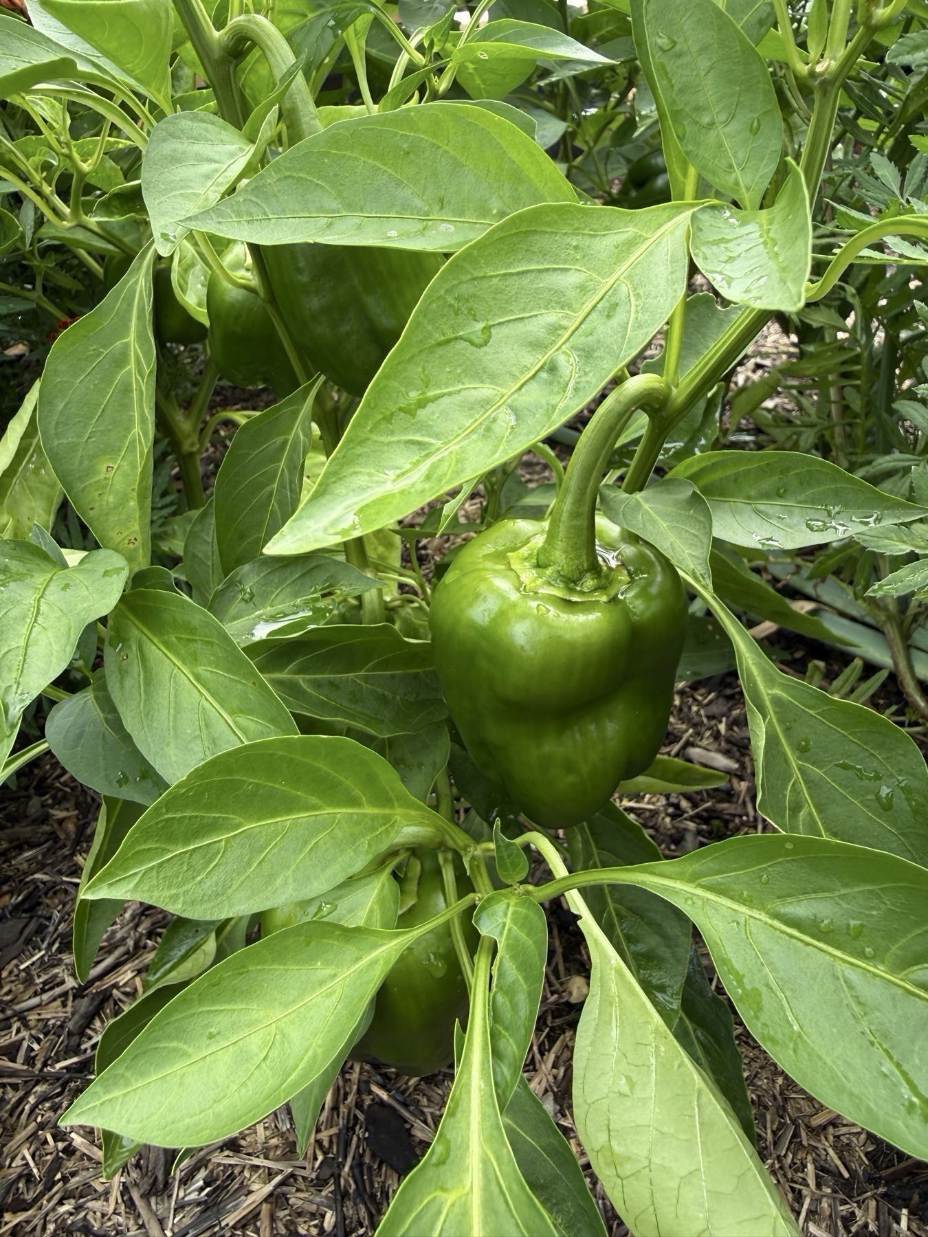 Green Bell Peppers