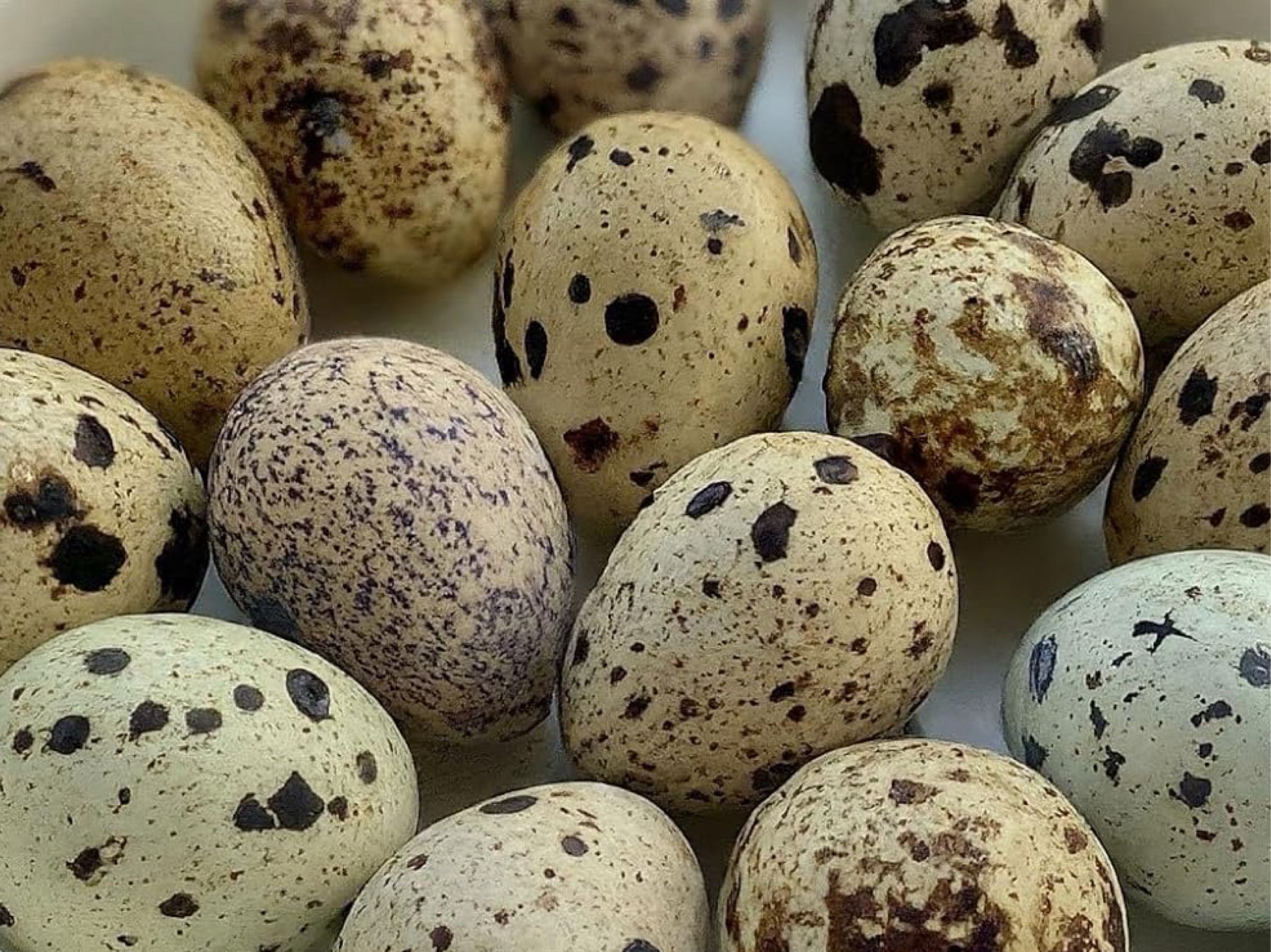 Quail Eggs