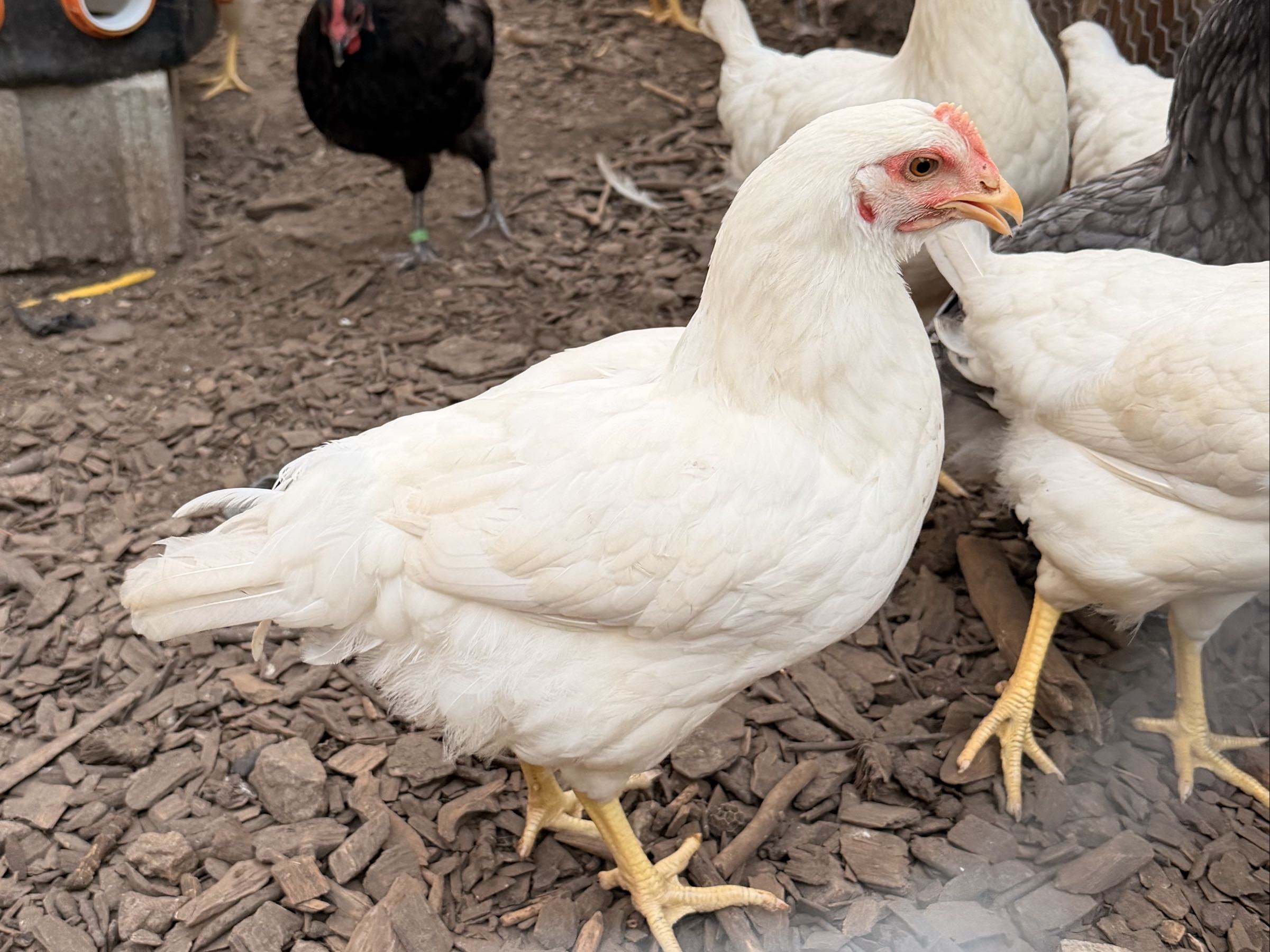 Chicken 