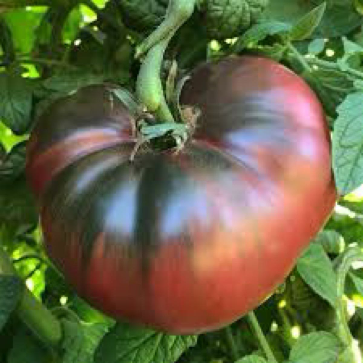 Purple Cherokee Heirloom 