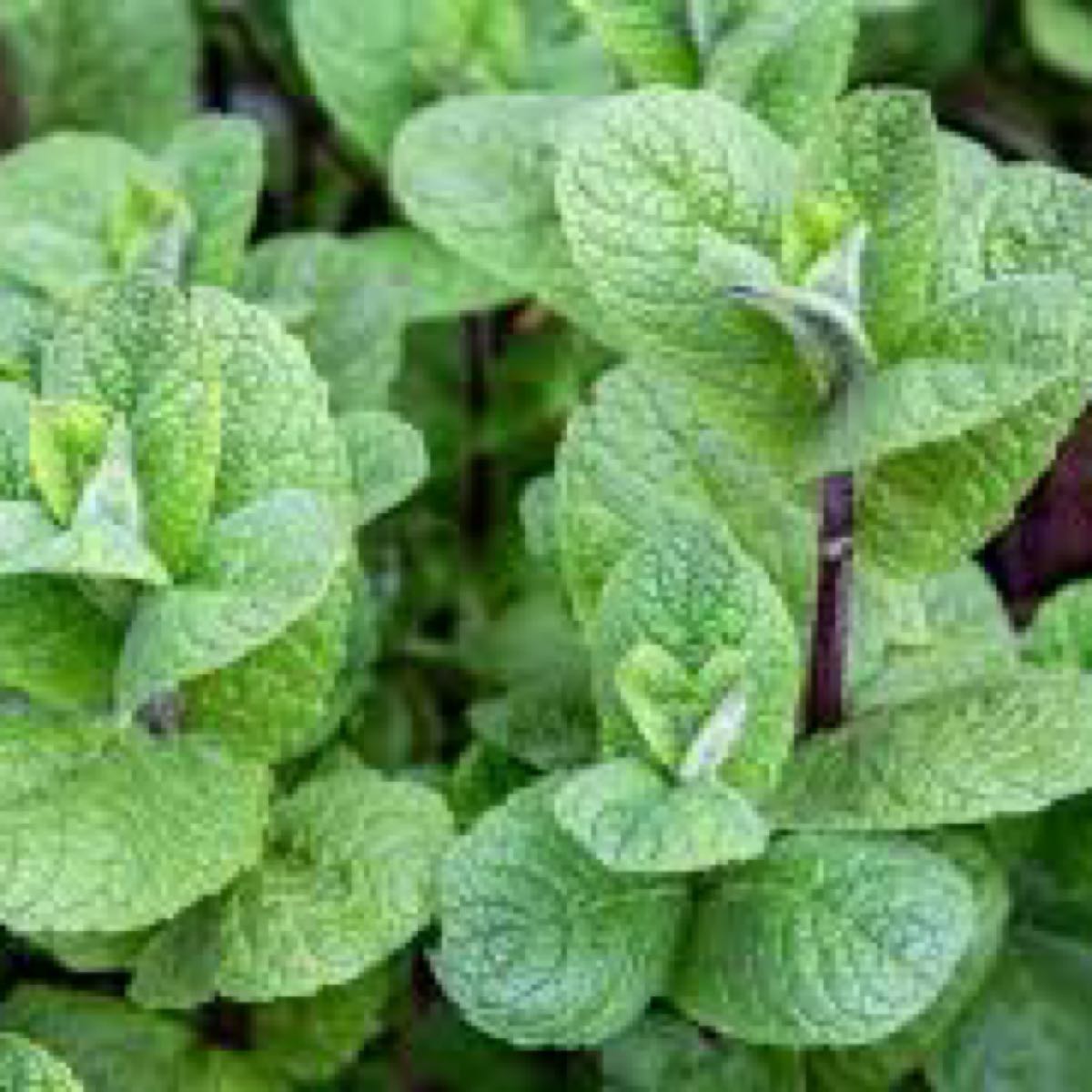 Mojito Mint 