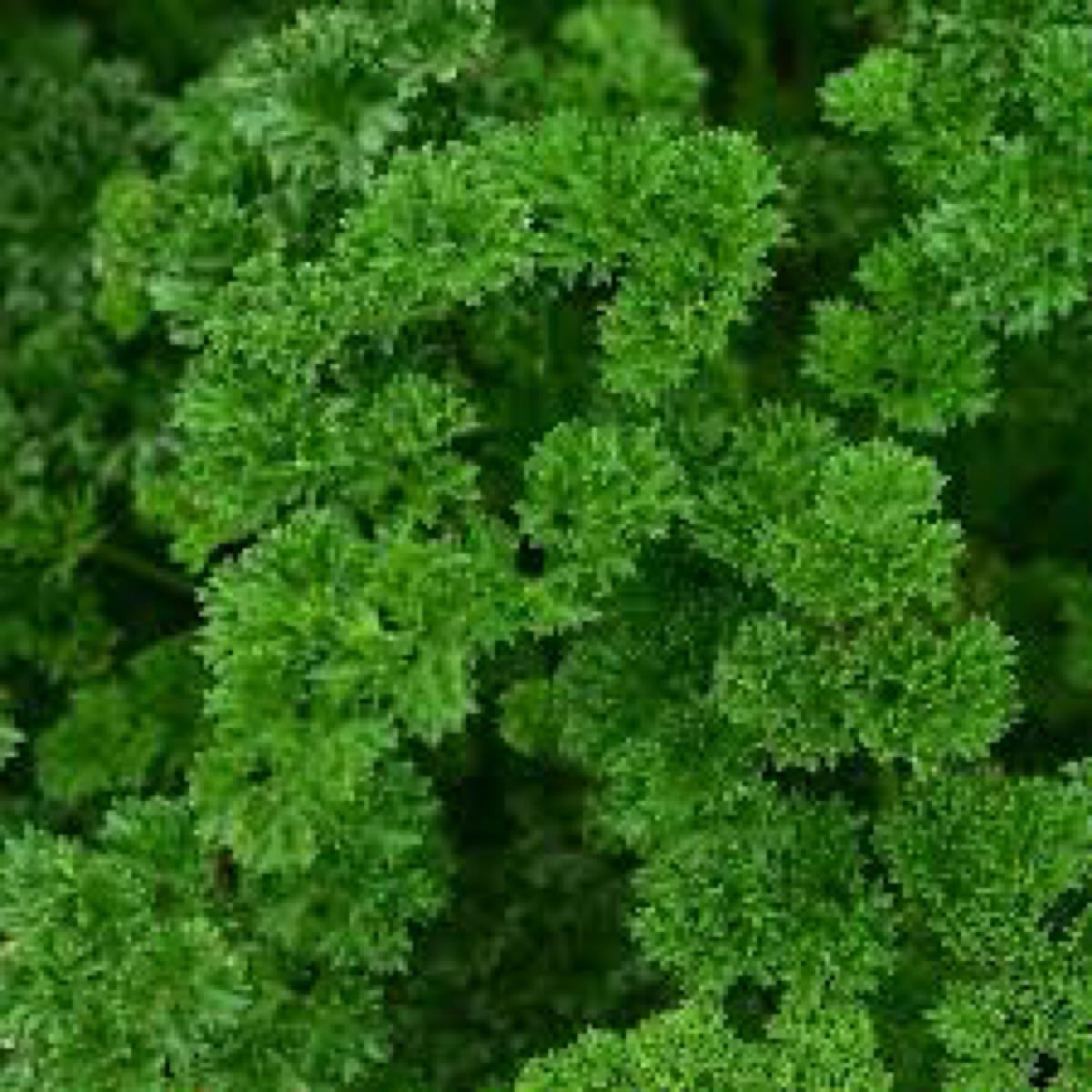 Curly Parsley