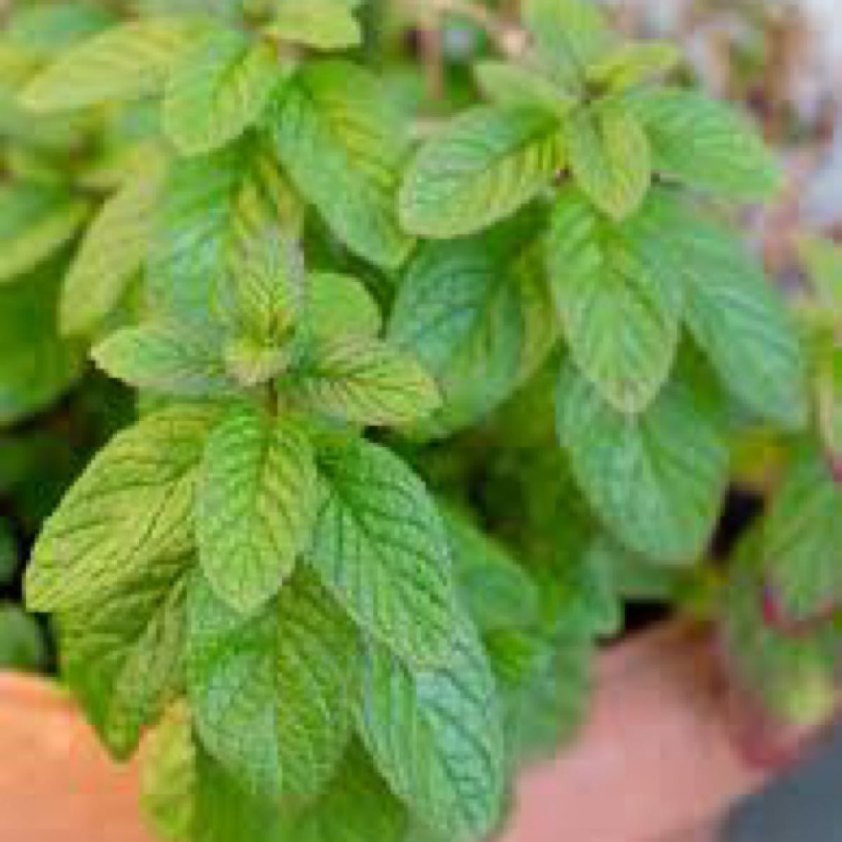 Spearmint