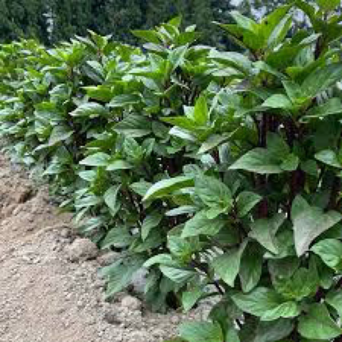 Emerald Thai Towers Basil