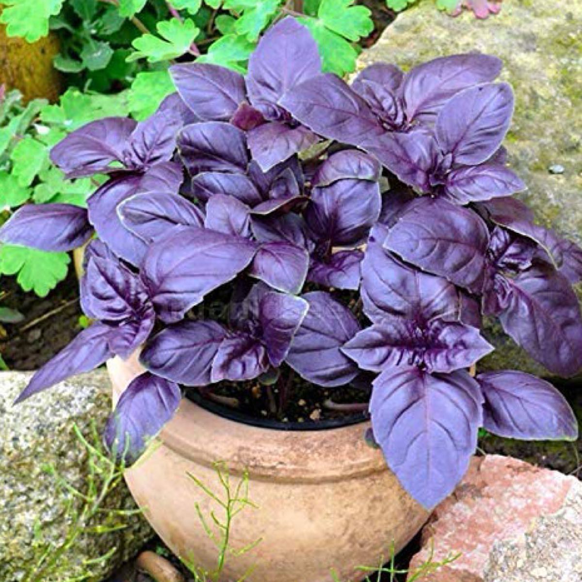 Purple Basil