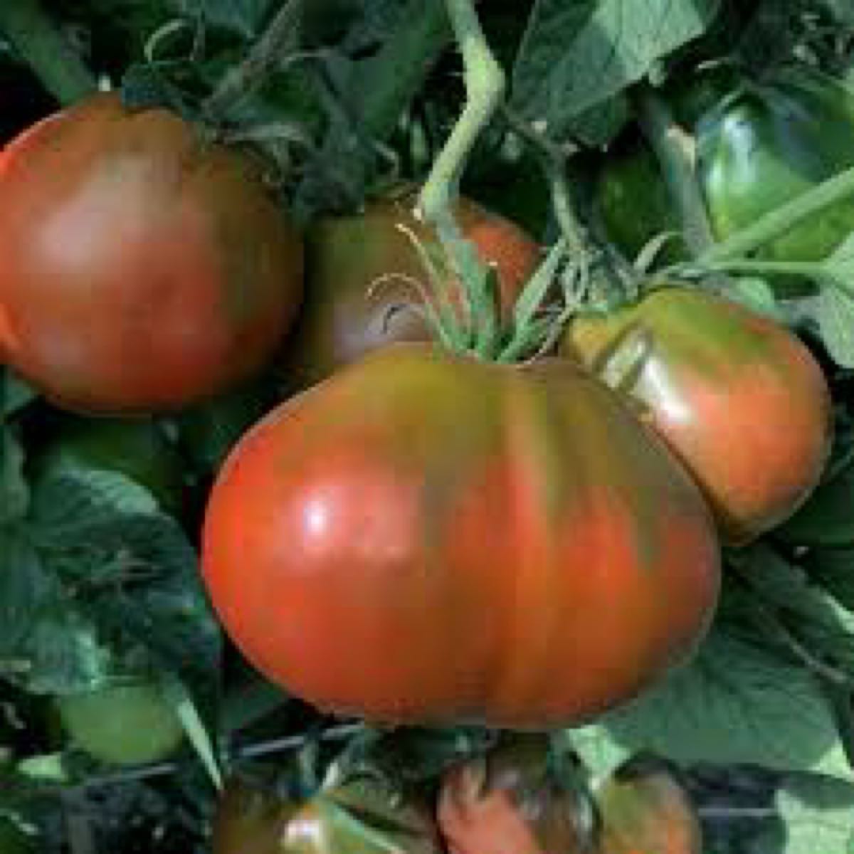 Japanese Black Trifele Heirloom 
