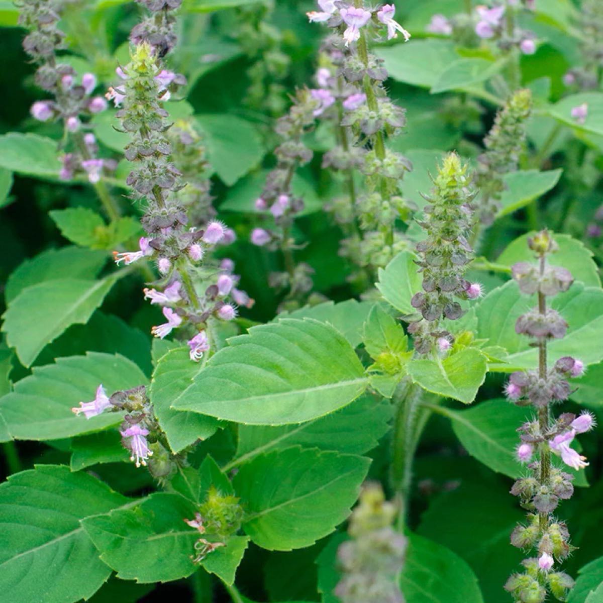 Holy Basil