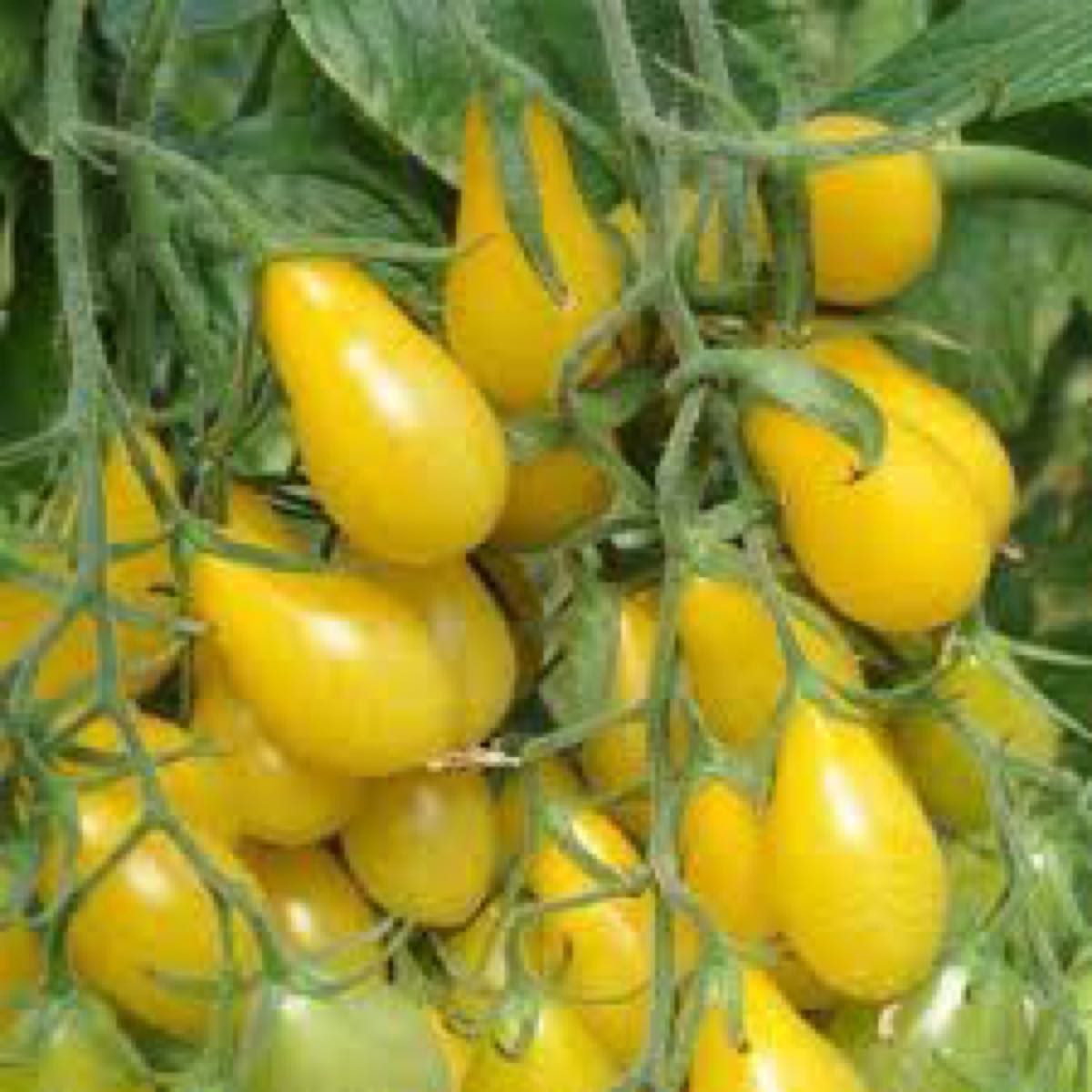 Yellow Pear 