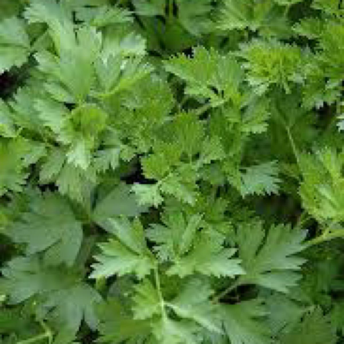 Italian Parsley 