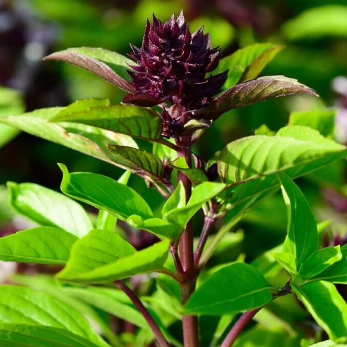 Sweet Thai Basil