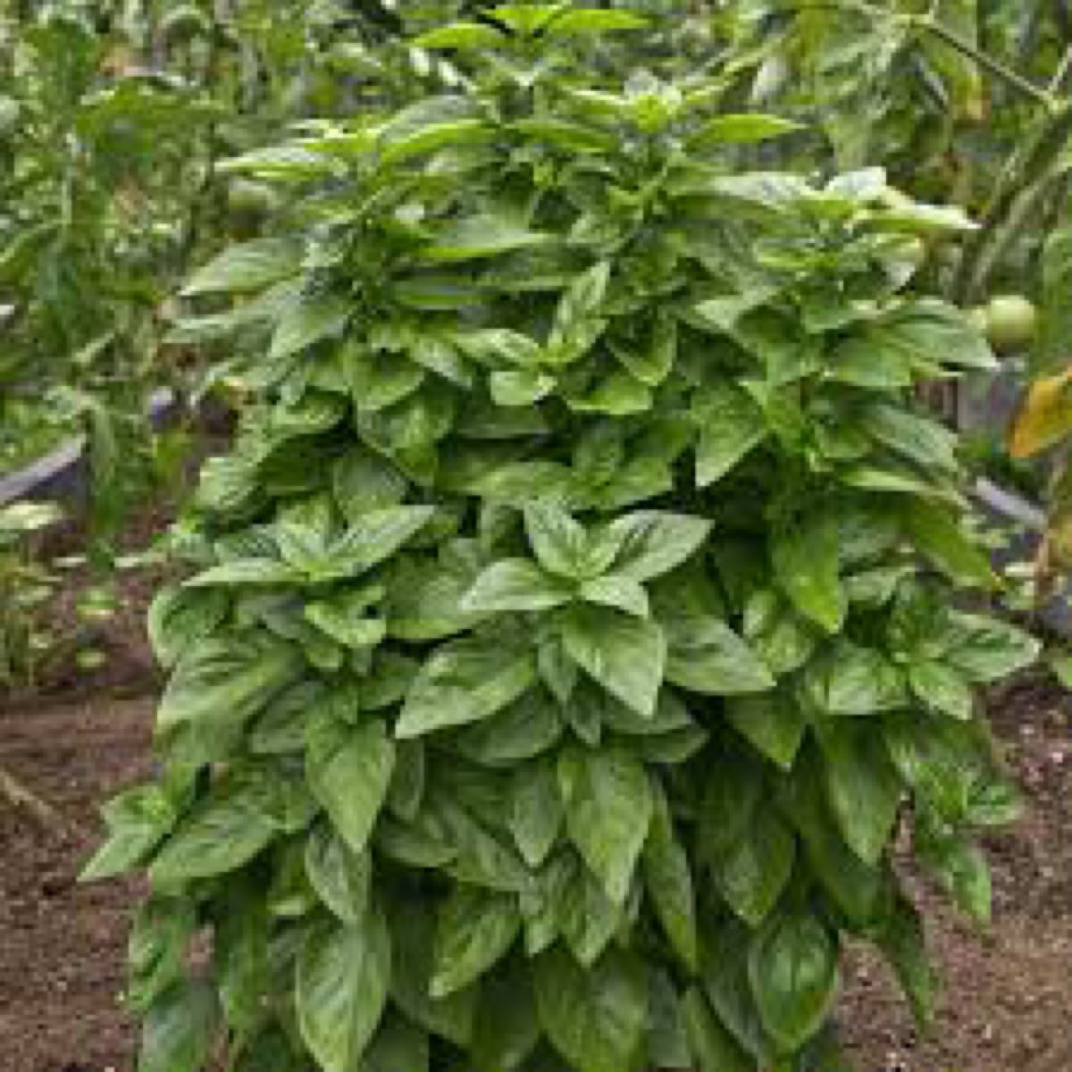 Everleaf Genovese Towers 