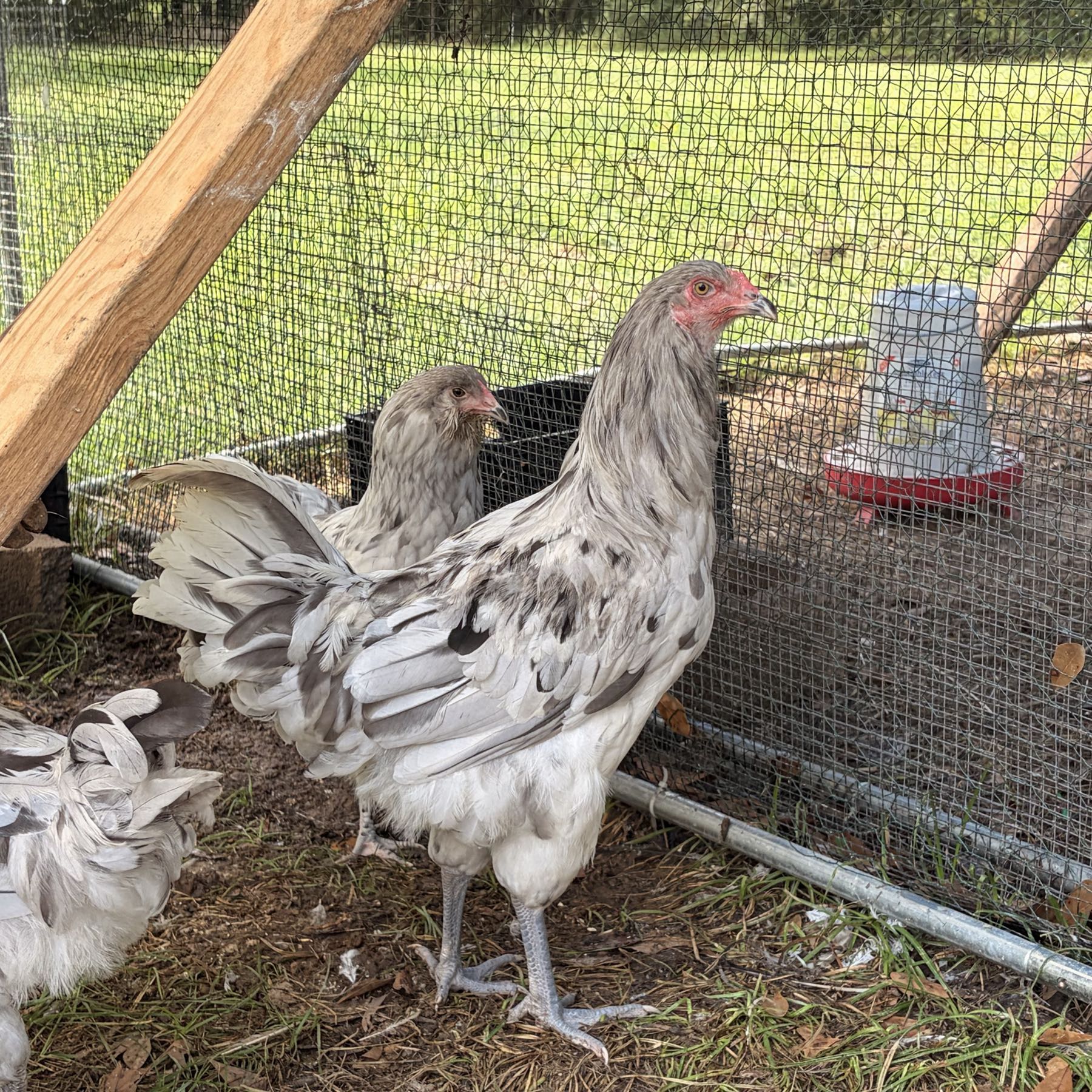 Splash Ameraucana Rooster 15$