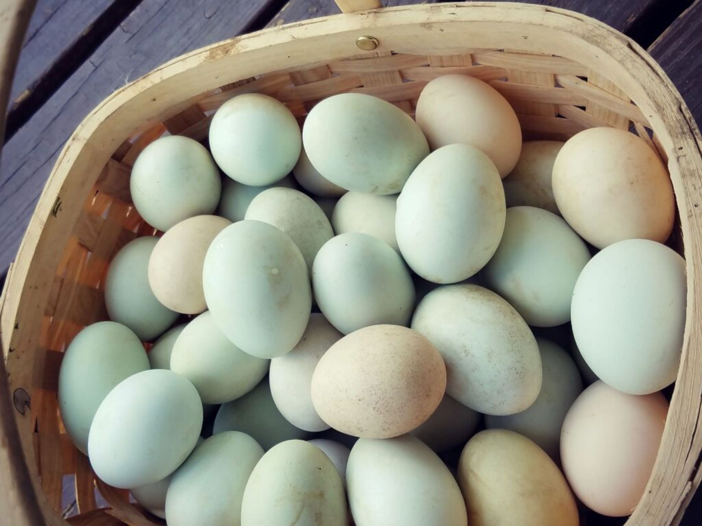 Duck eggs 