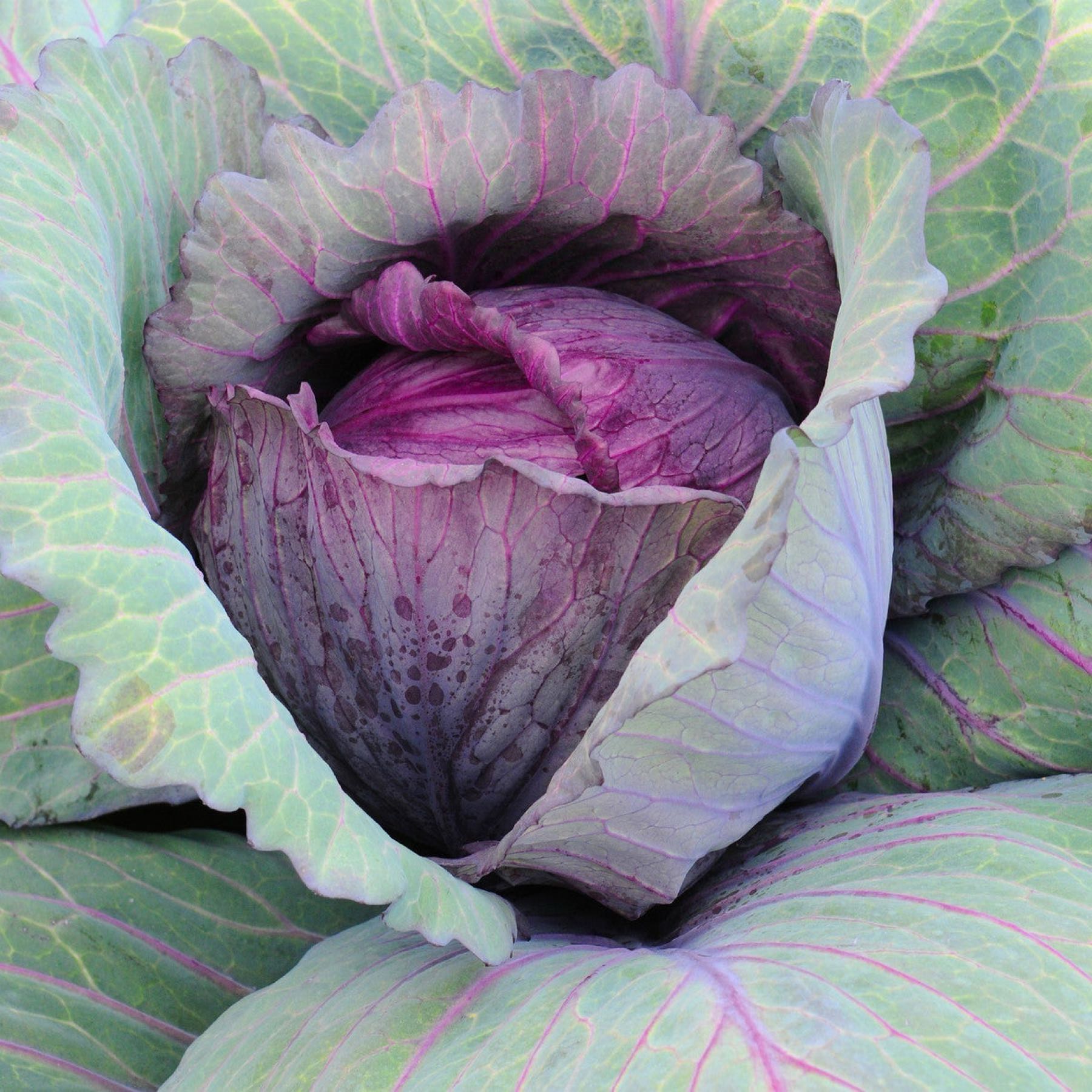 Red Acre Cabbage