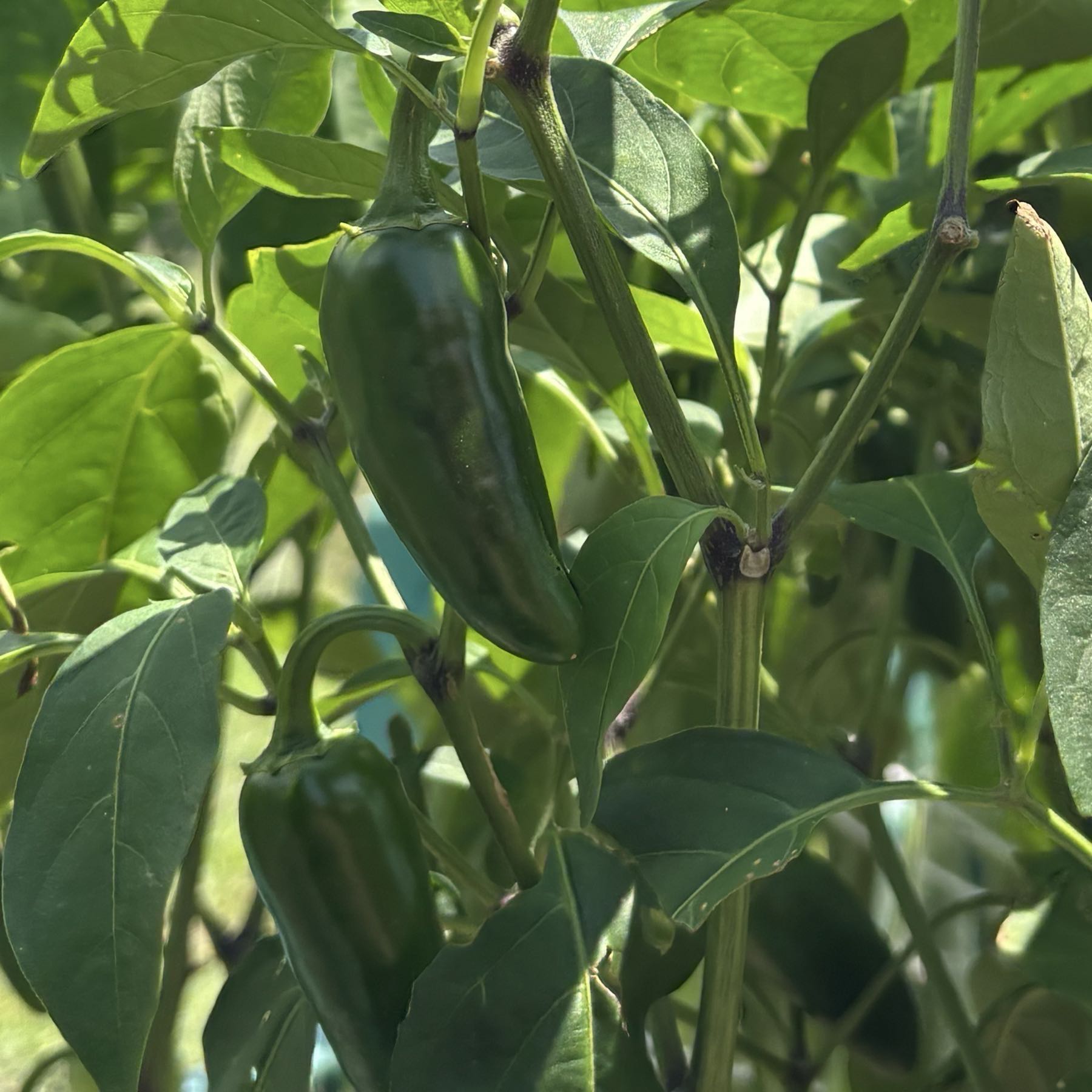 Jalapeños 