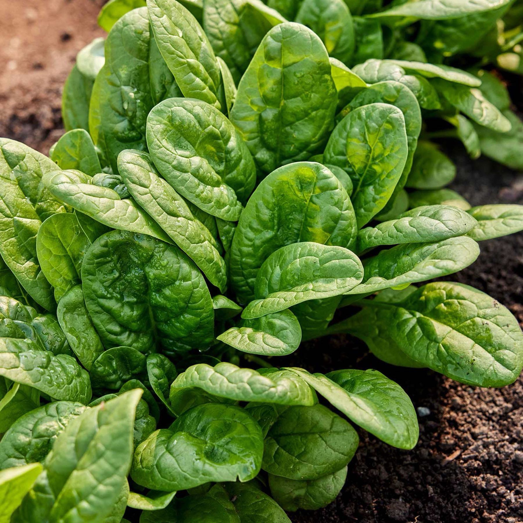 Bloomsdale Spinach 