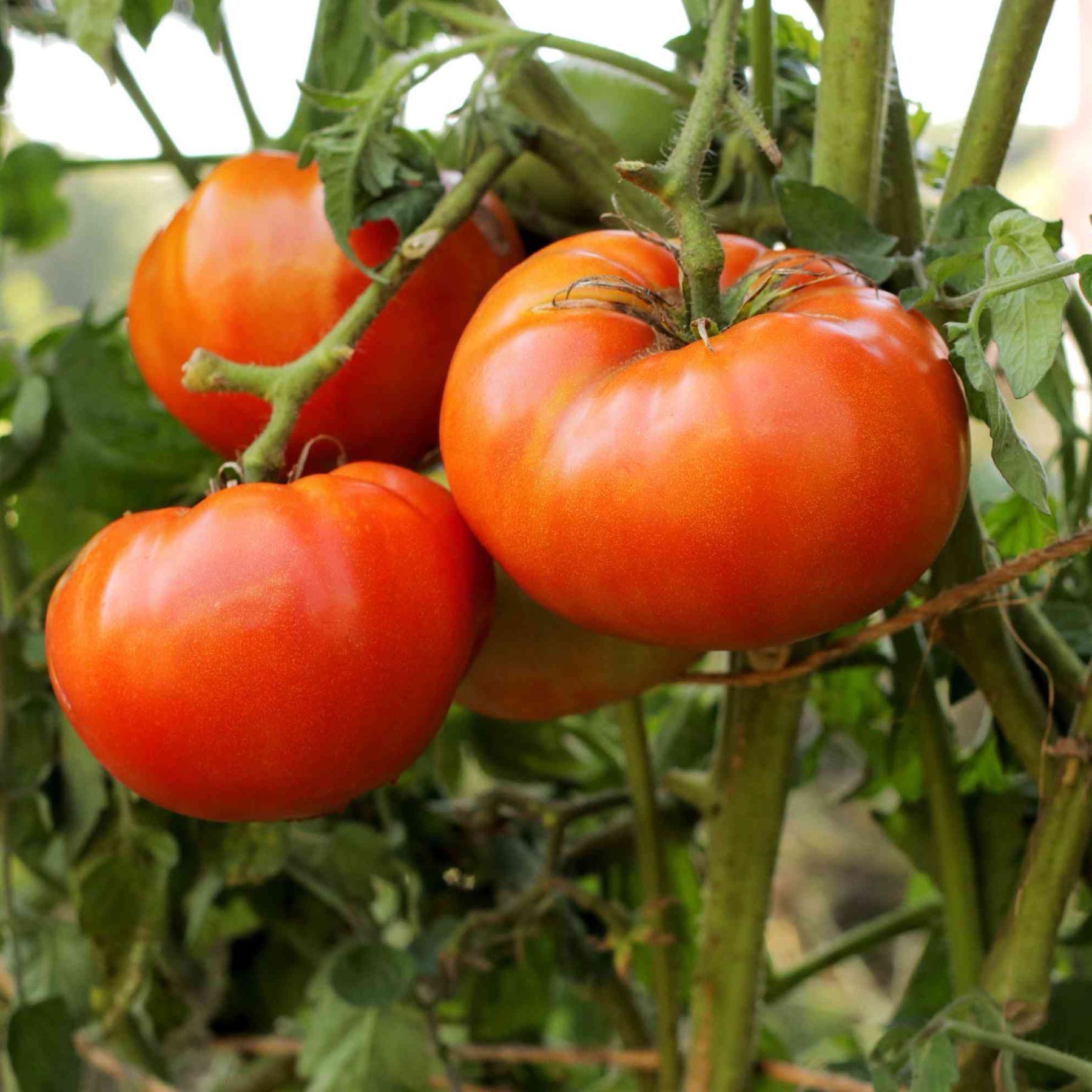 Better Boy Tomato (Slicer)