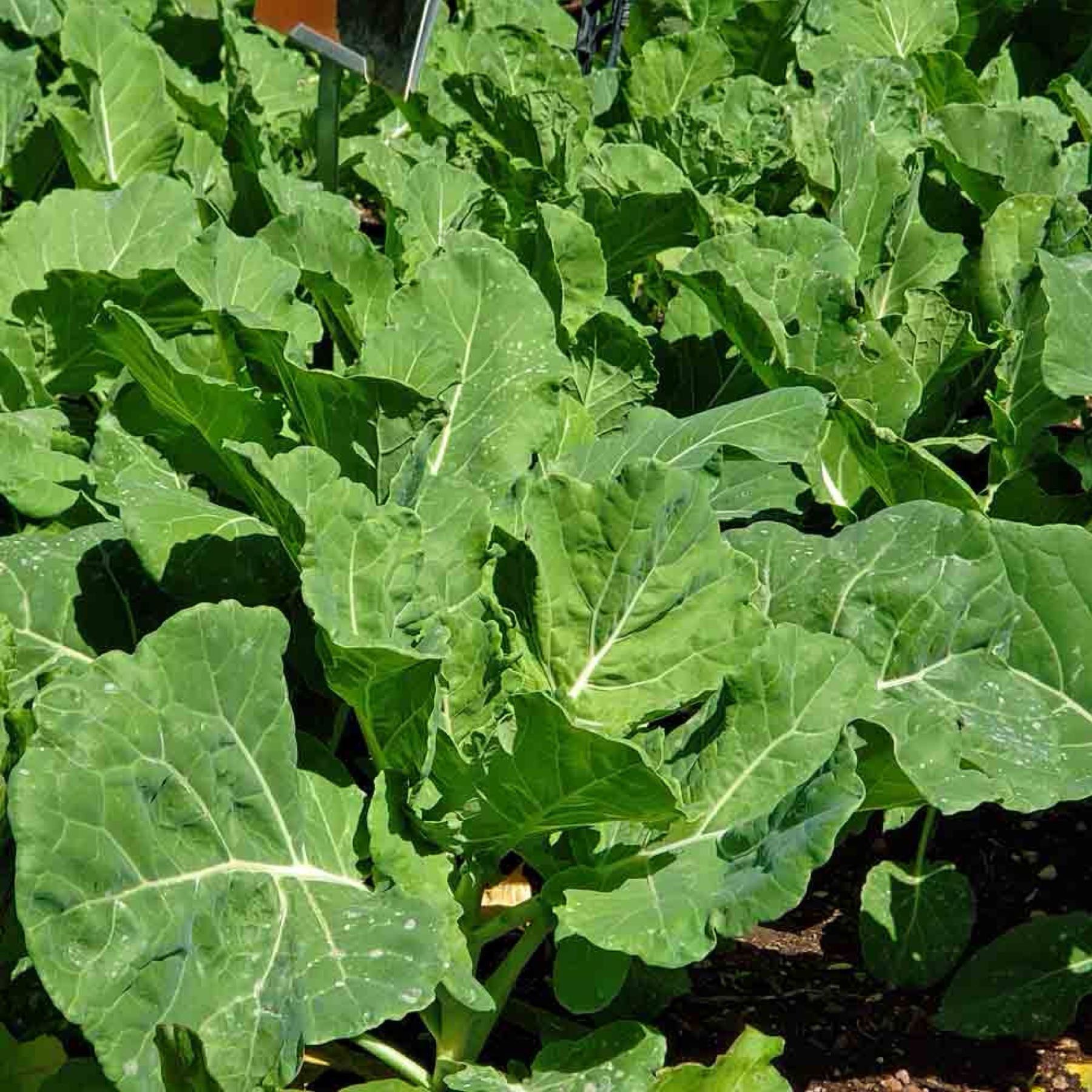 Georgia Southern Collard Greens