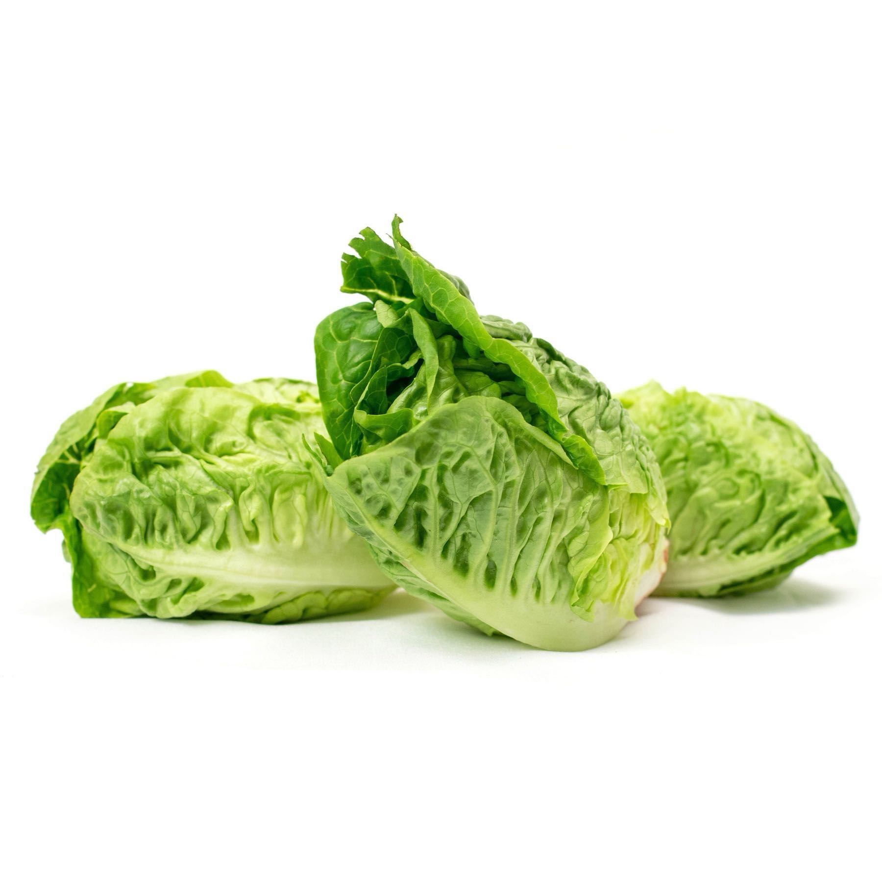 Little Gem Lettuce 