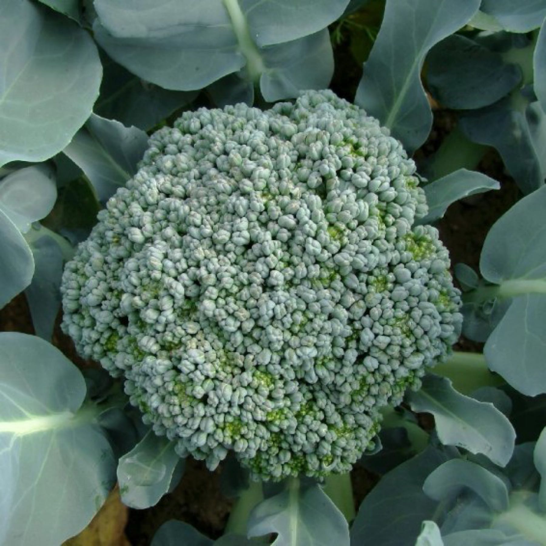 Di Cicco Broccoli 