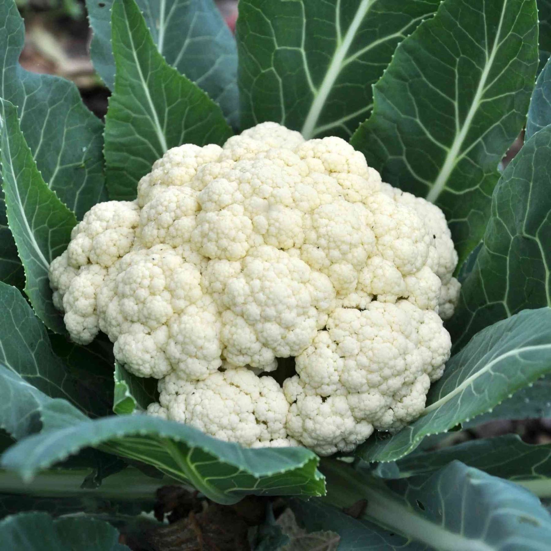 Snowball Cauliflower 