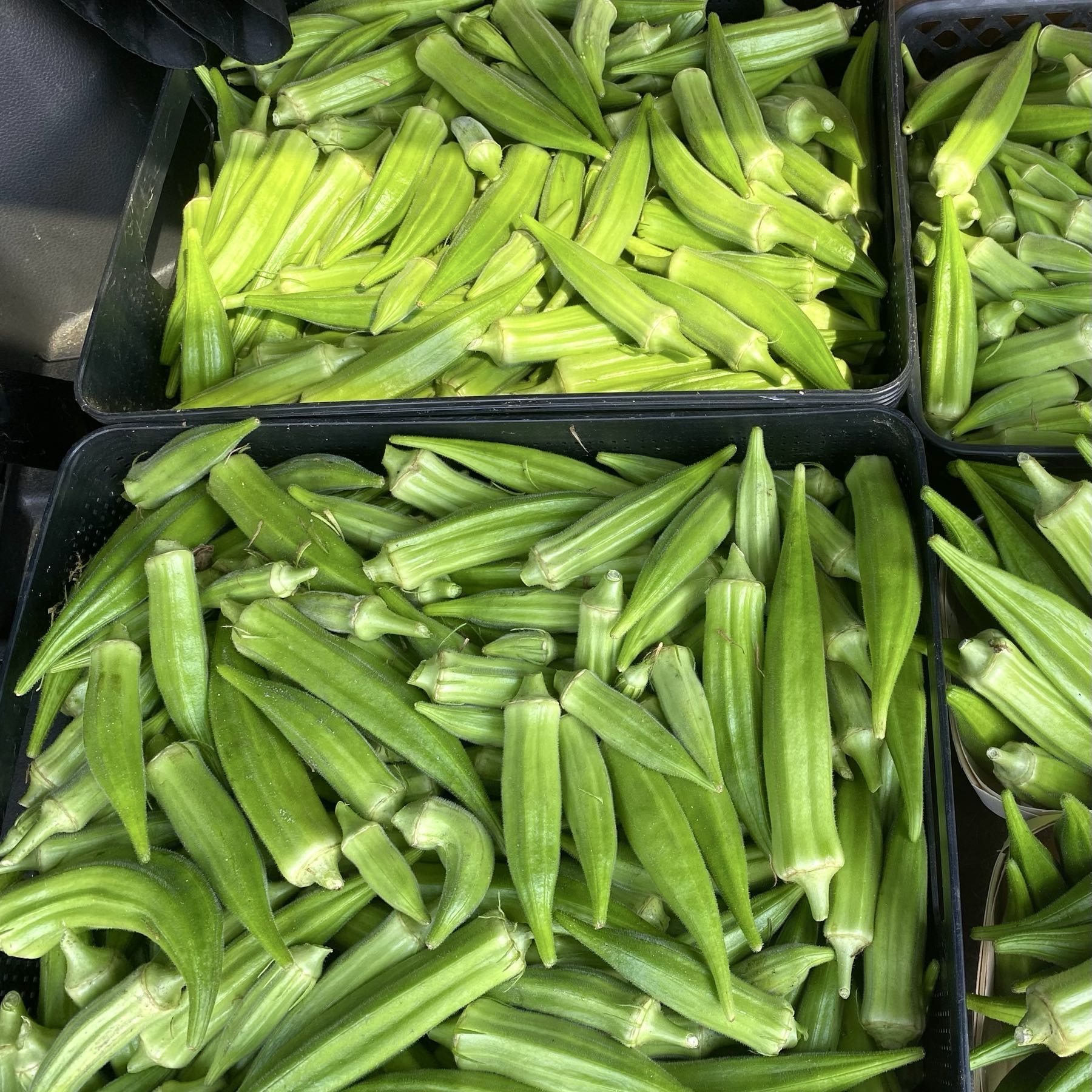 Okra