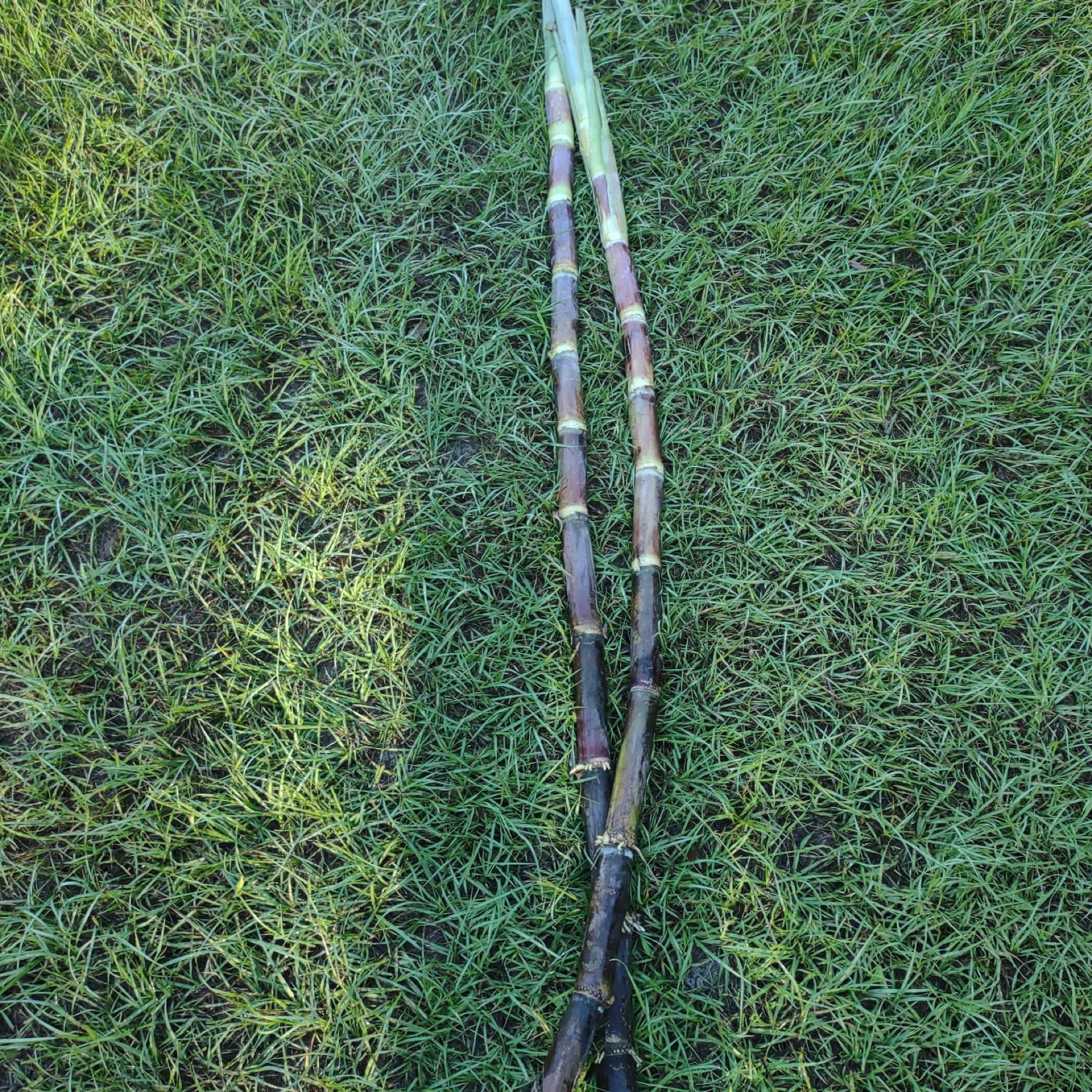 Sugar Cane